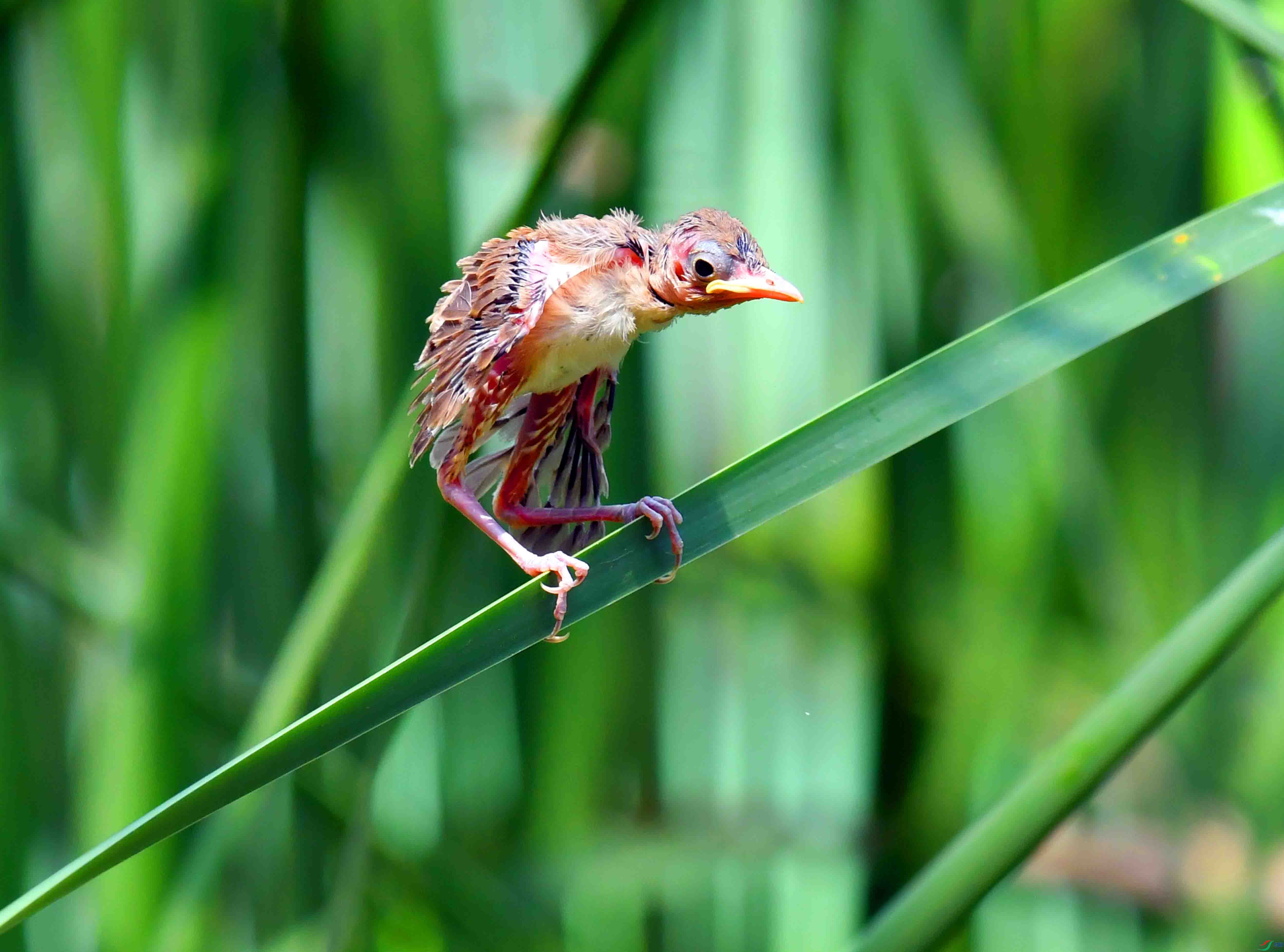 DSC_7575.JPG