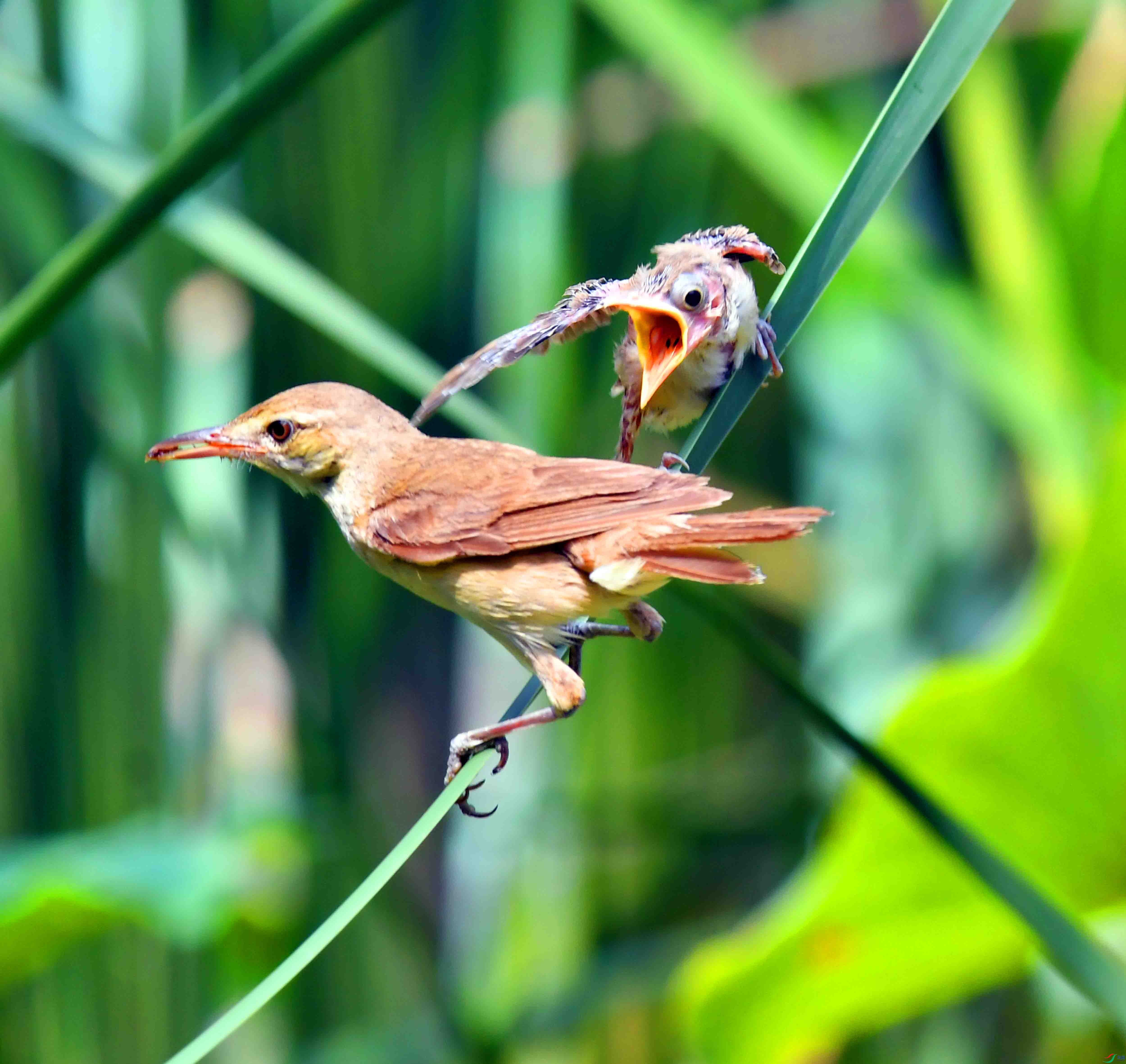 DSC_7591.JPG
