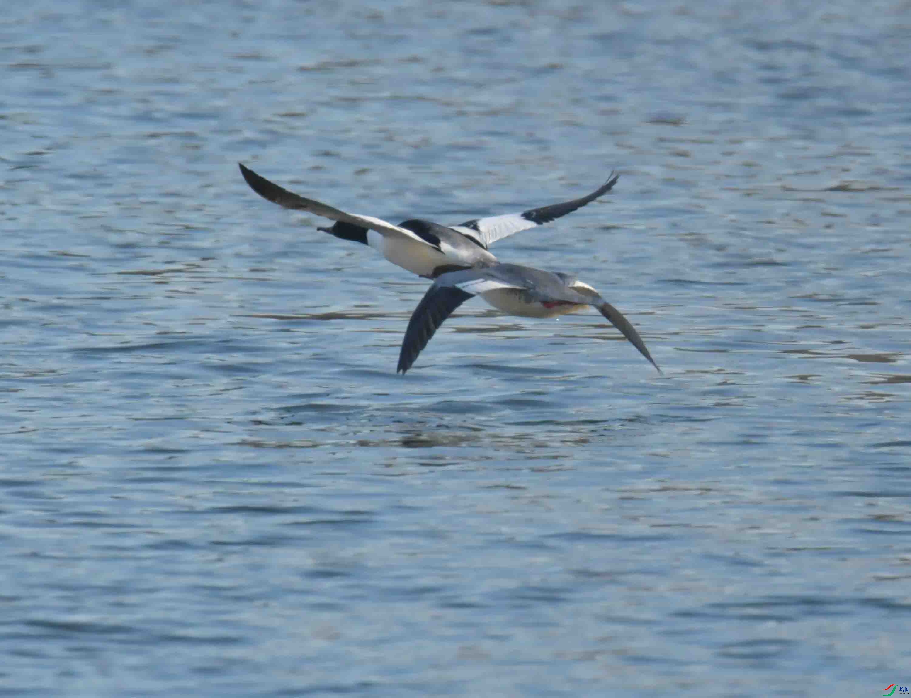 DSC_0235.JPG
