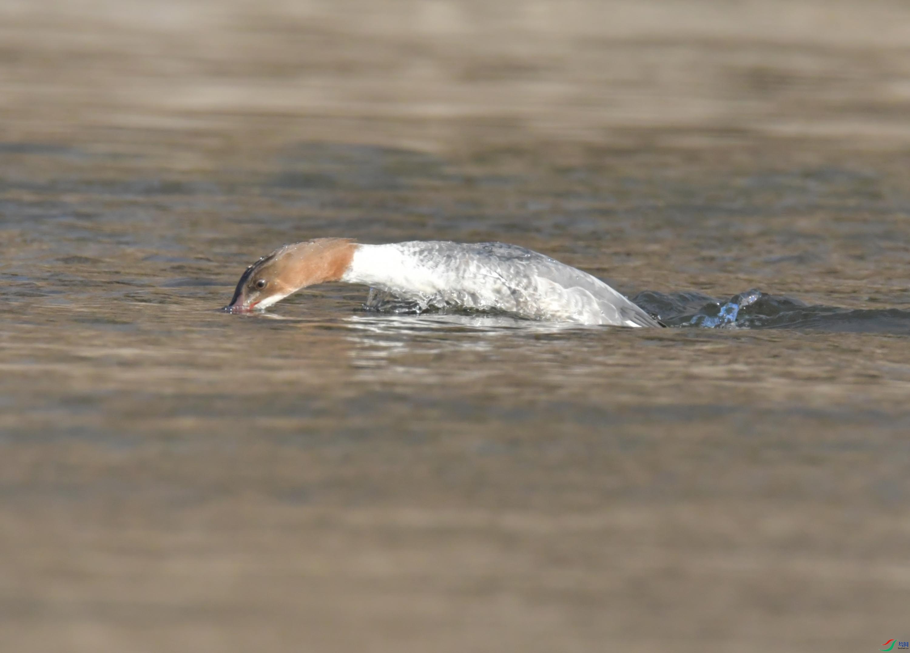 DSC_0763.JPG