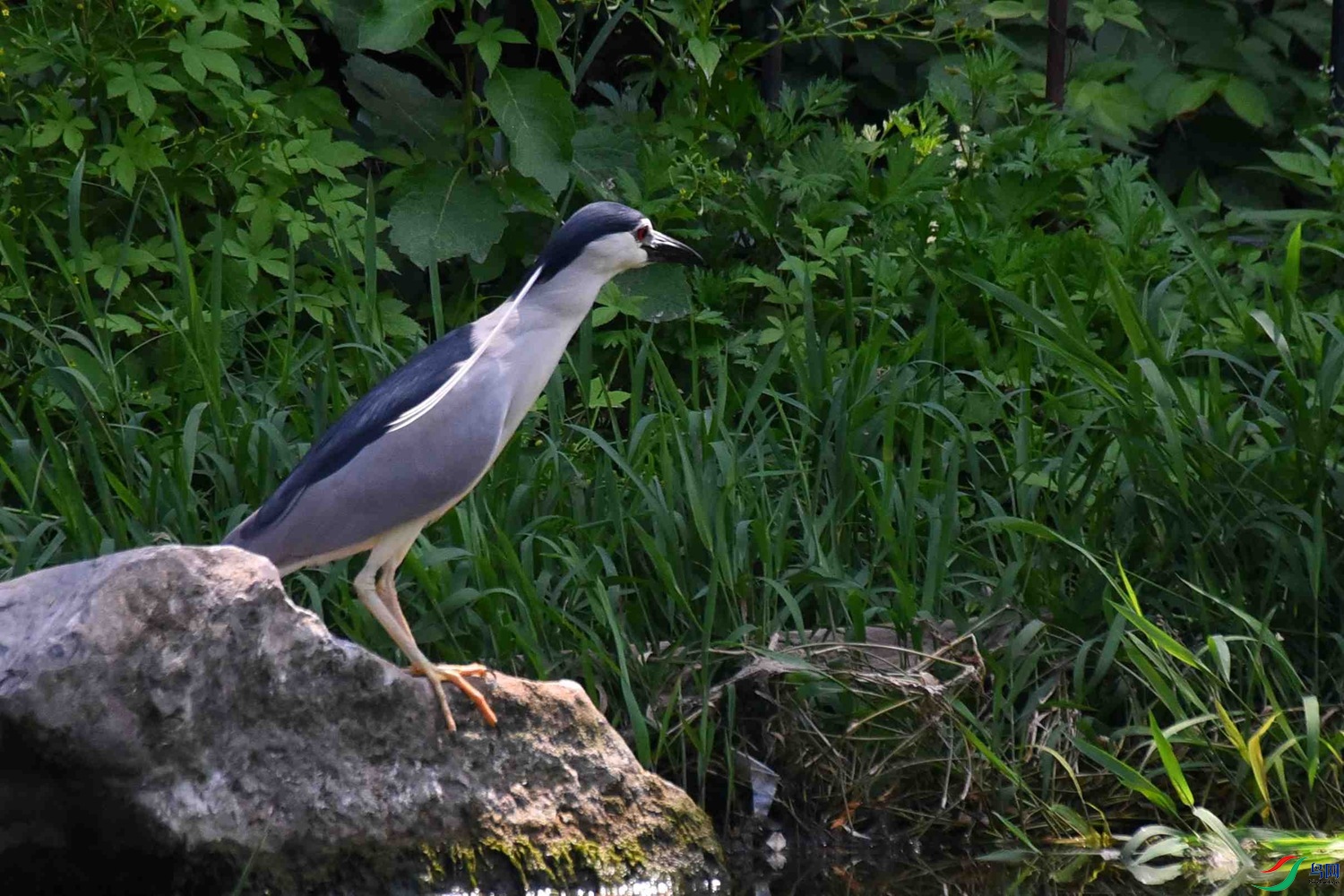 DSC_6384.JPG