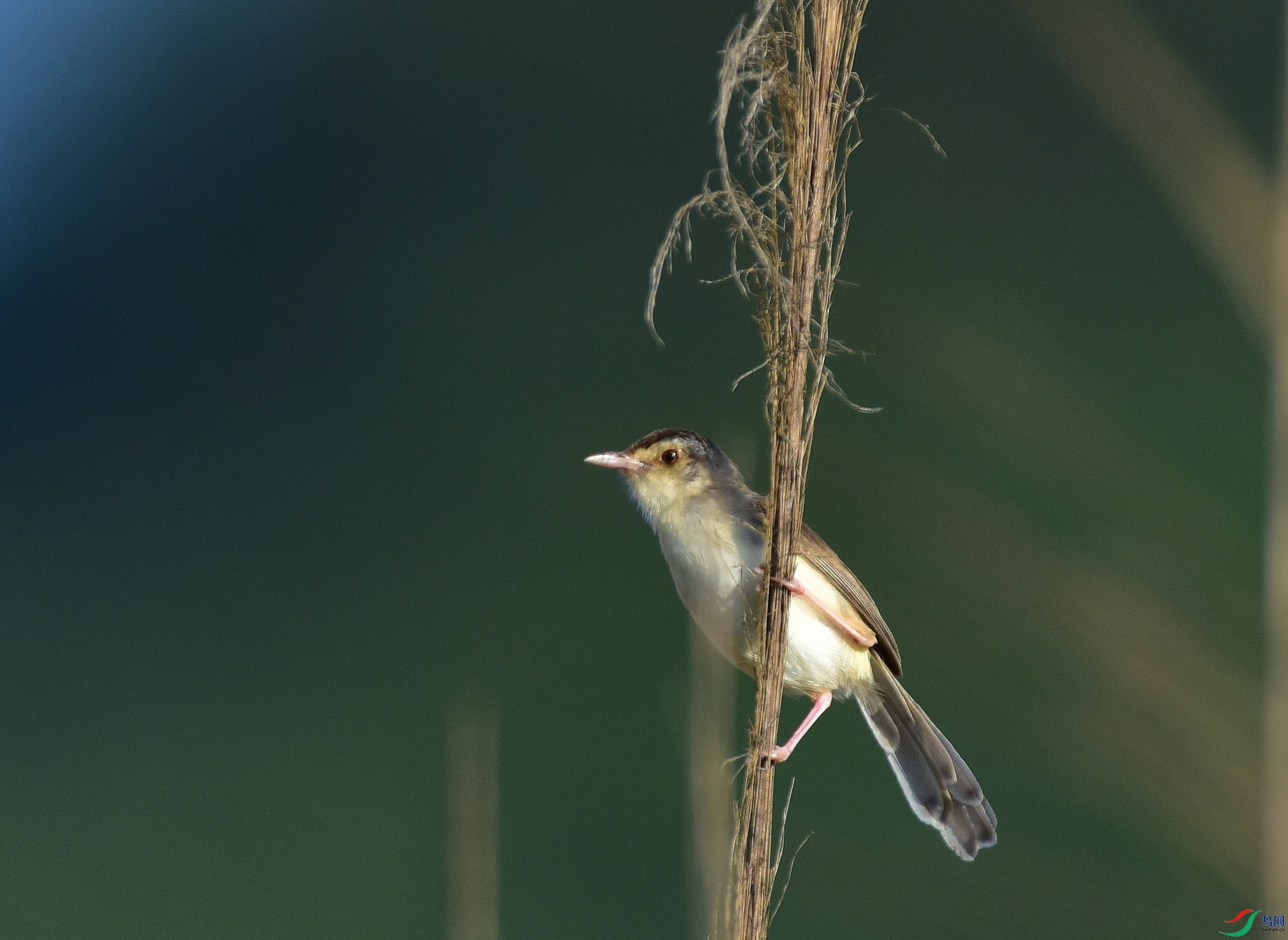 D8I_9215.jpg