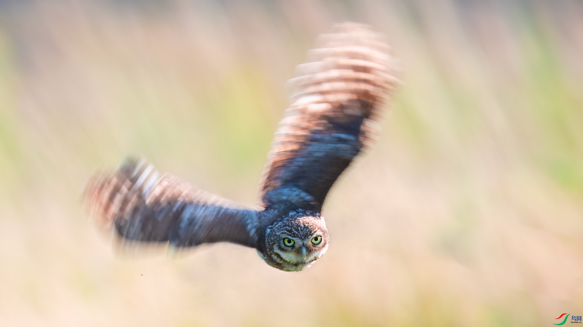 ���Ƹ�С�^