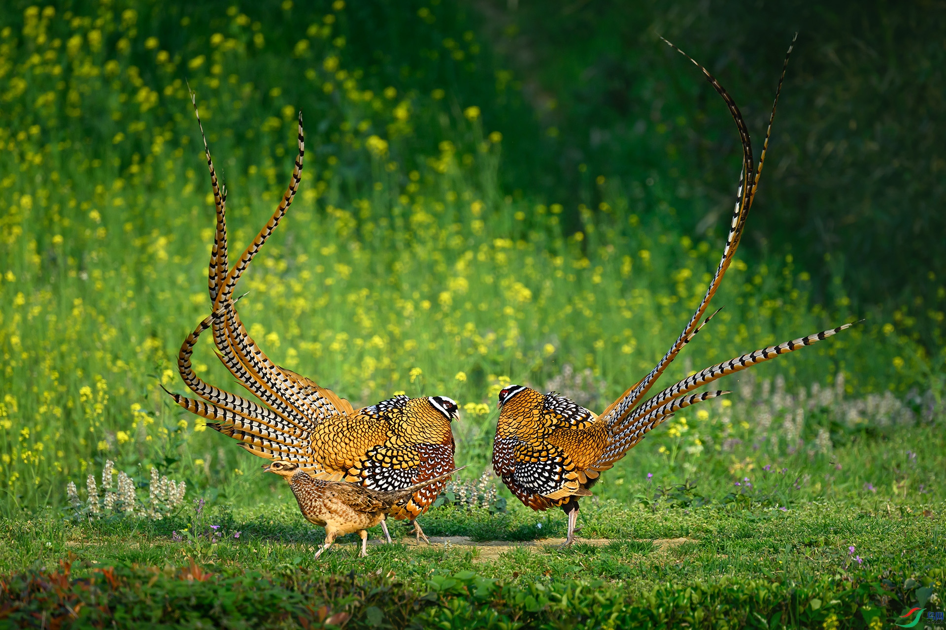 DSC_9579 ���� 2.jpg