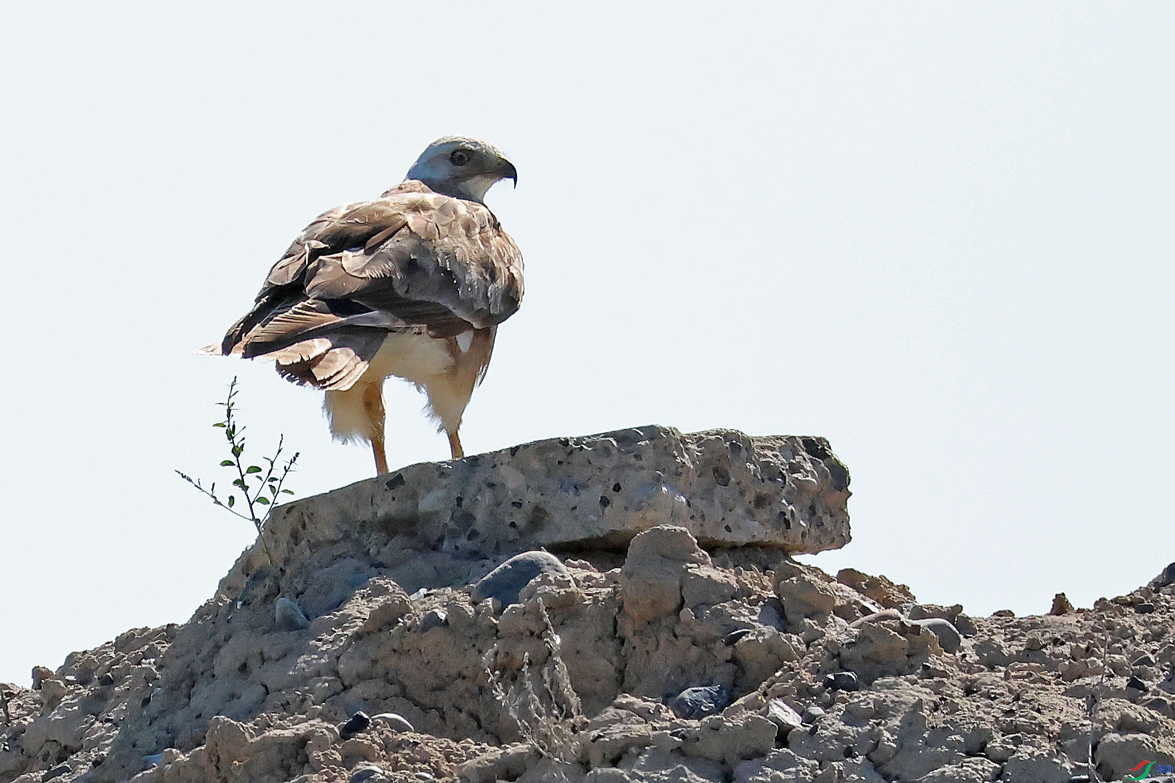 ����ľ��