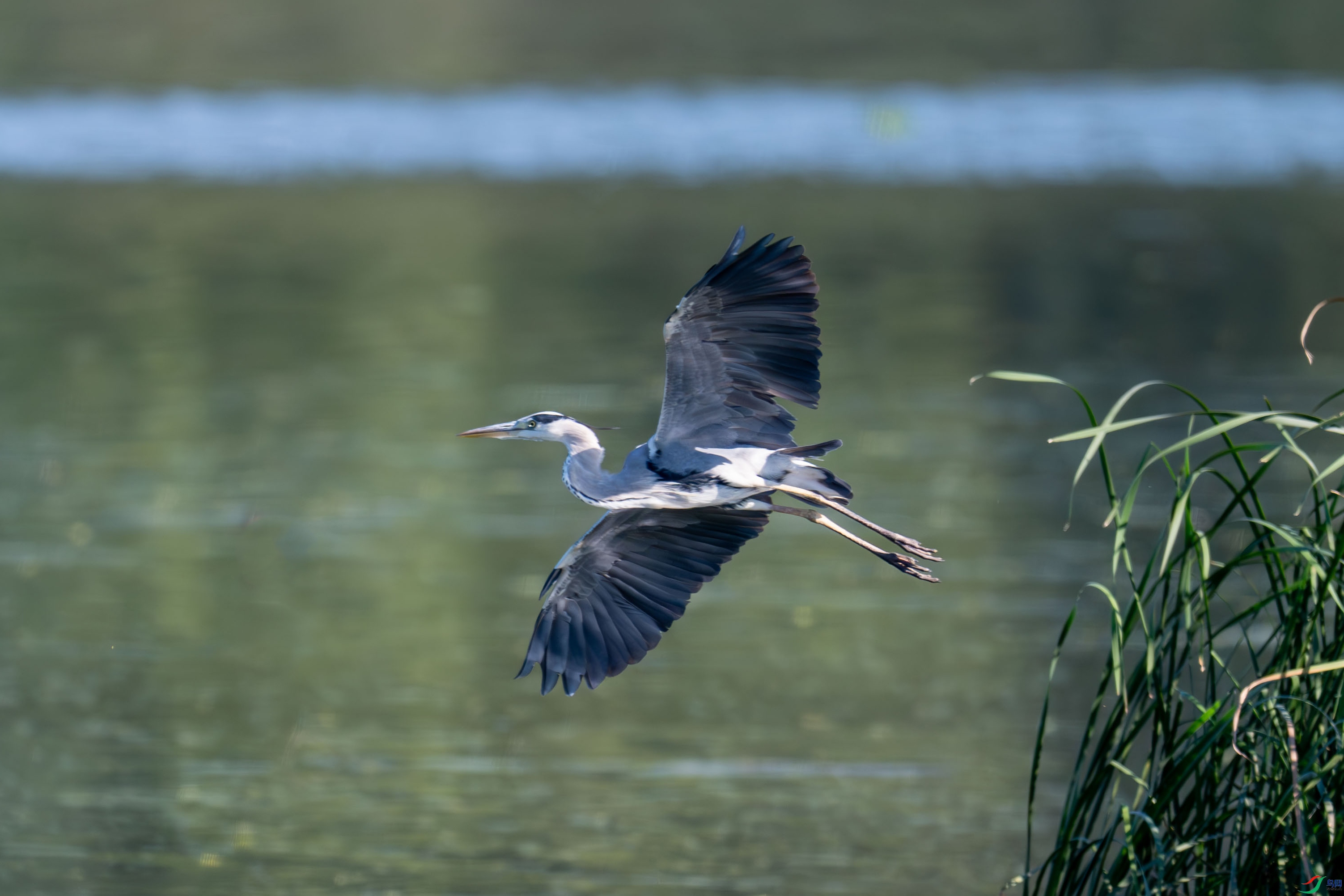 DSC_6333.jpg