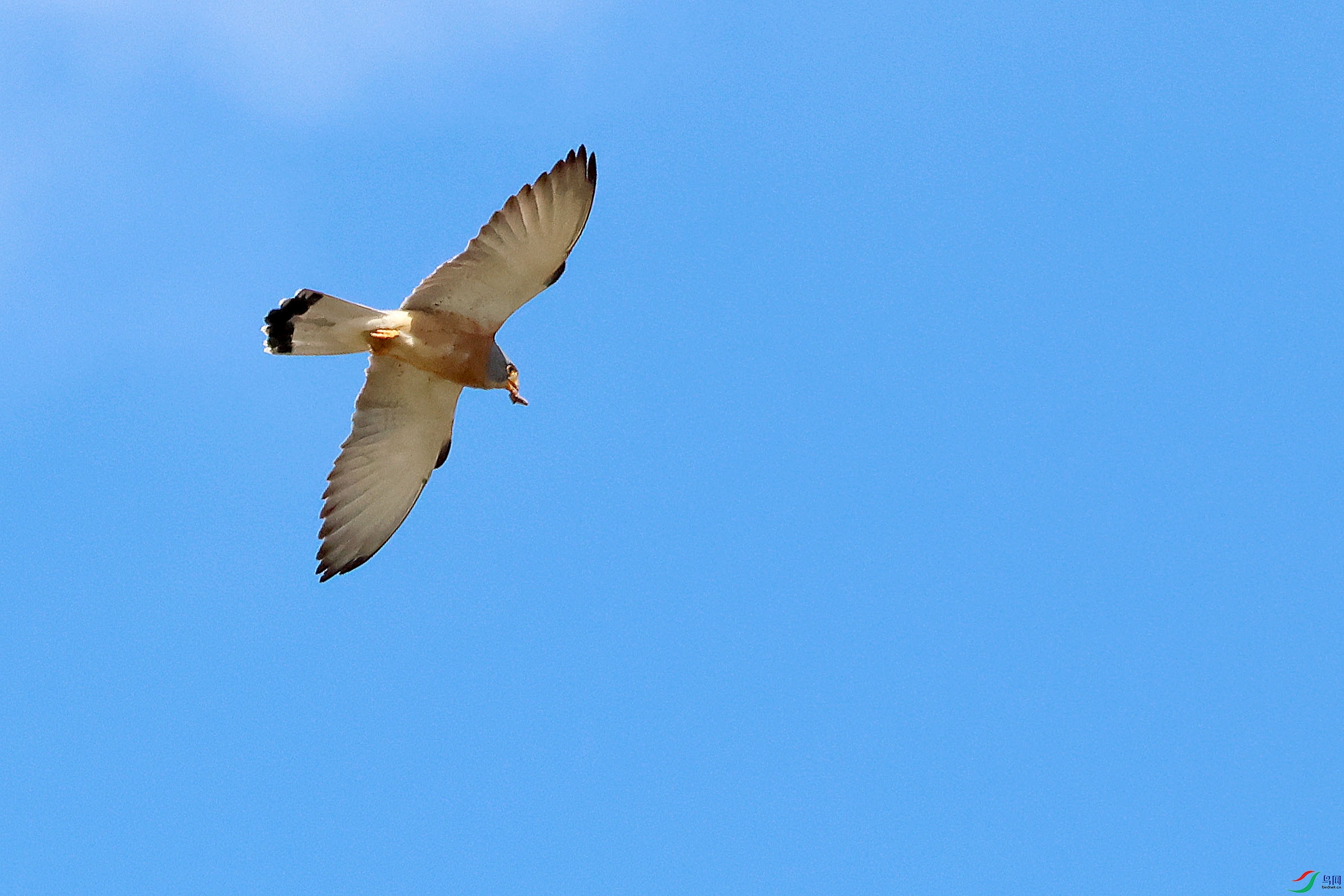 ��צ��2��