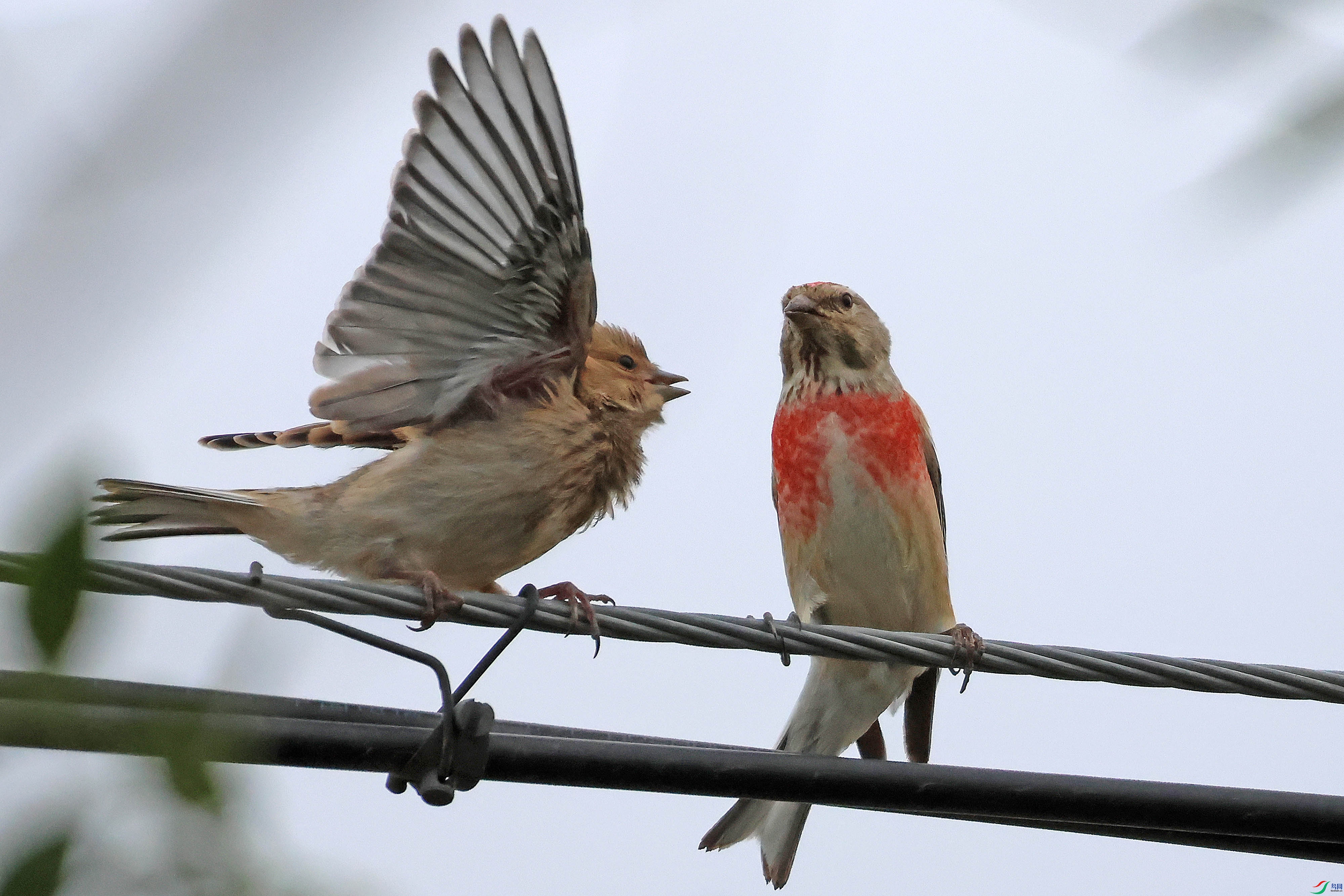 �����춥ȸ