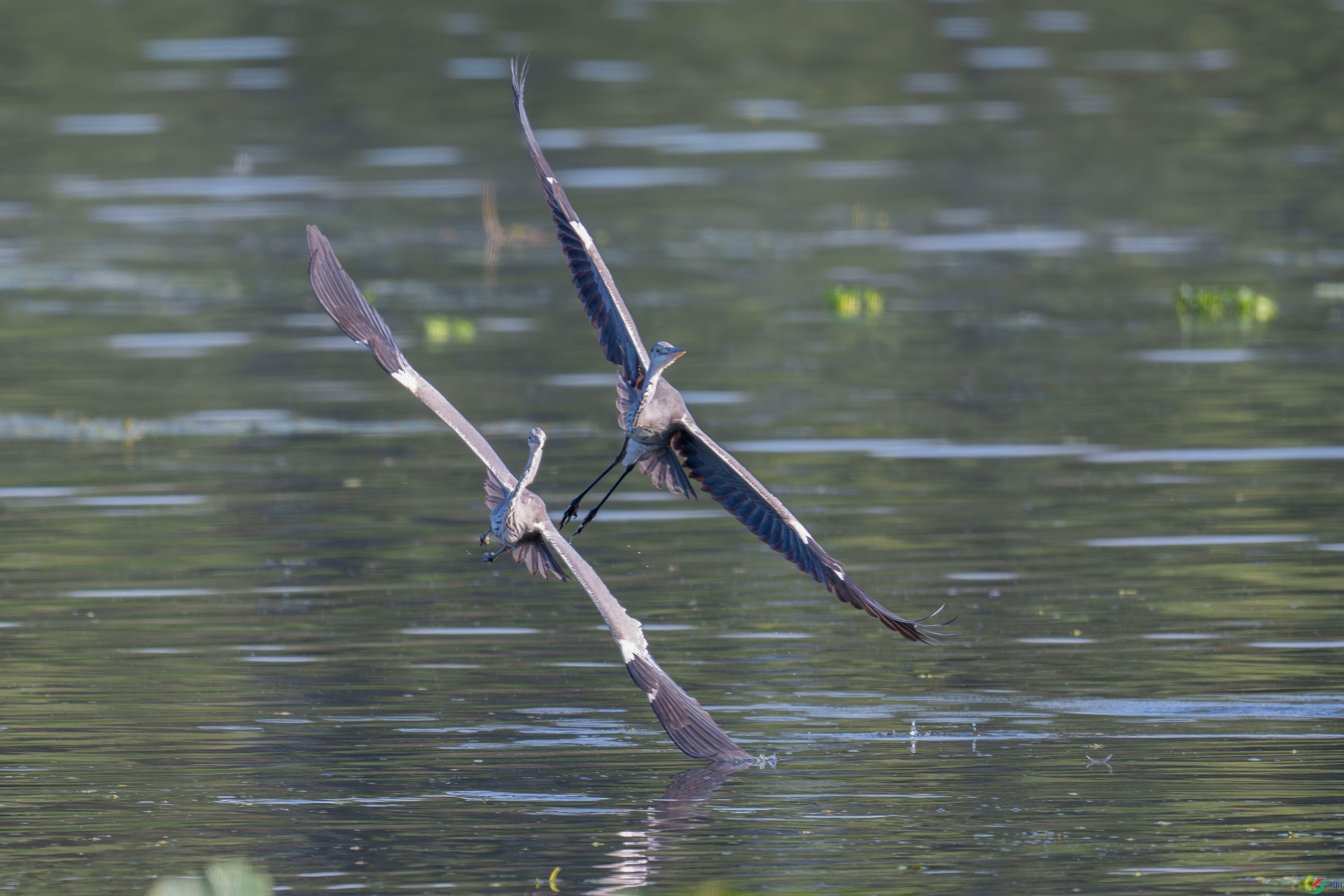 DSC_5994.jpg