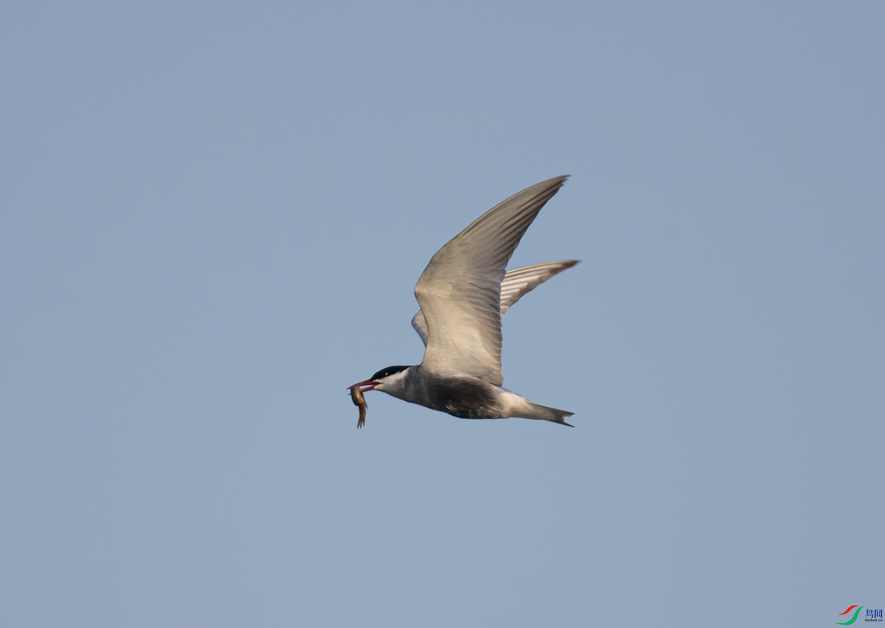 _DSC7515f.jpg