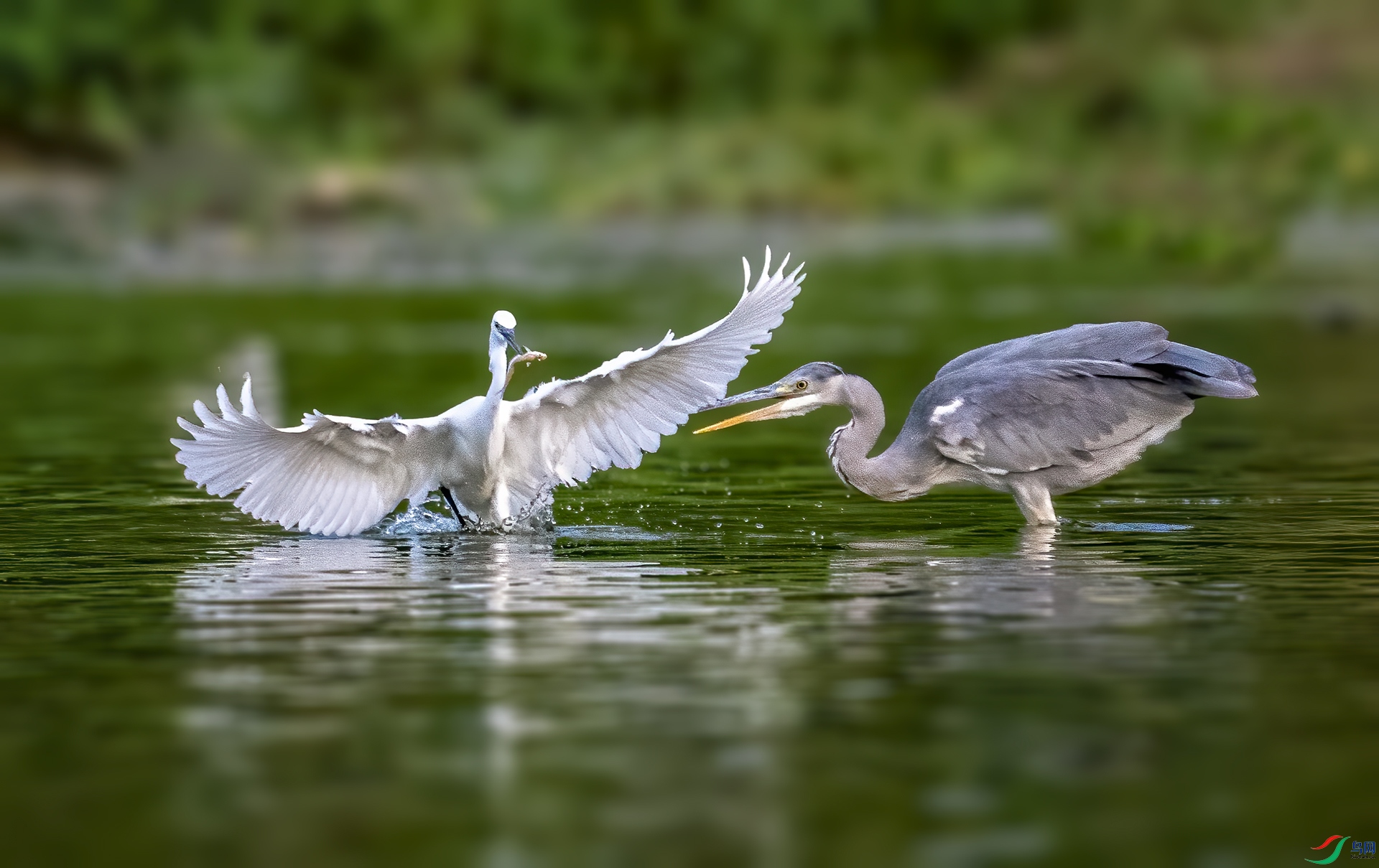 DSC_9784v.jpg