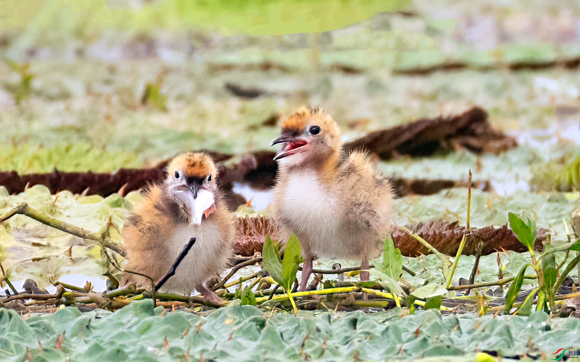 407A5877 ����-Sha-----1 .jpg