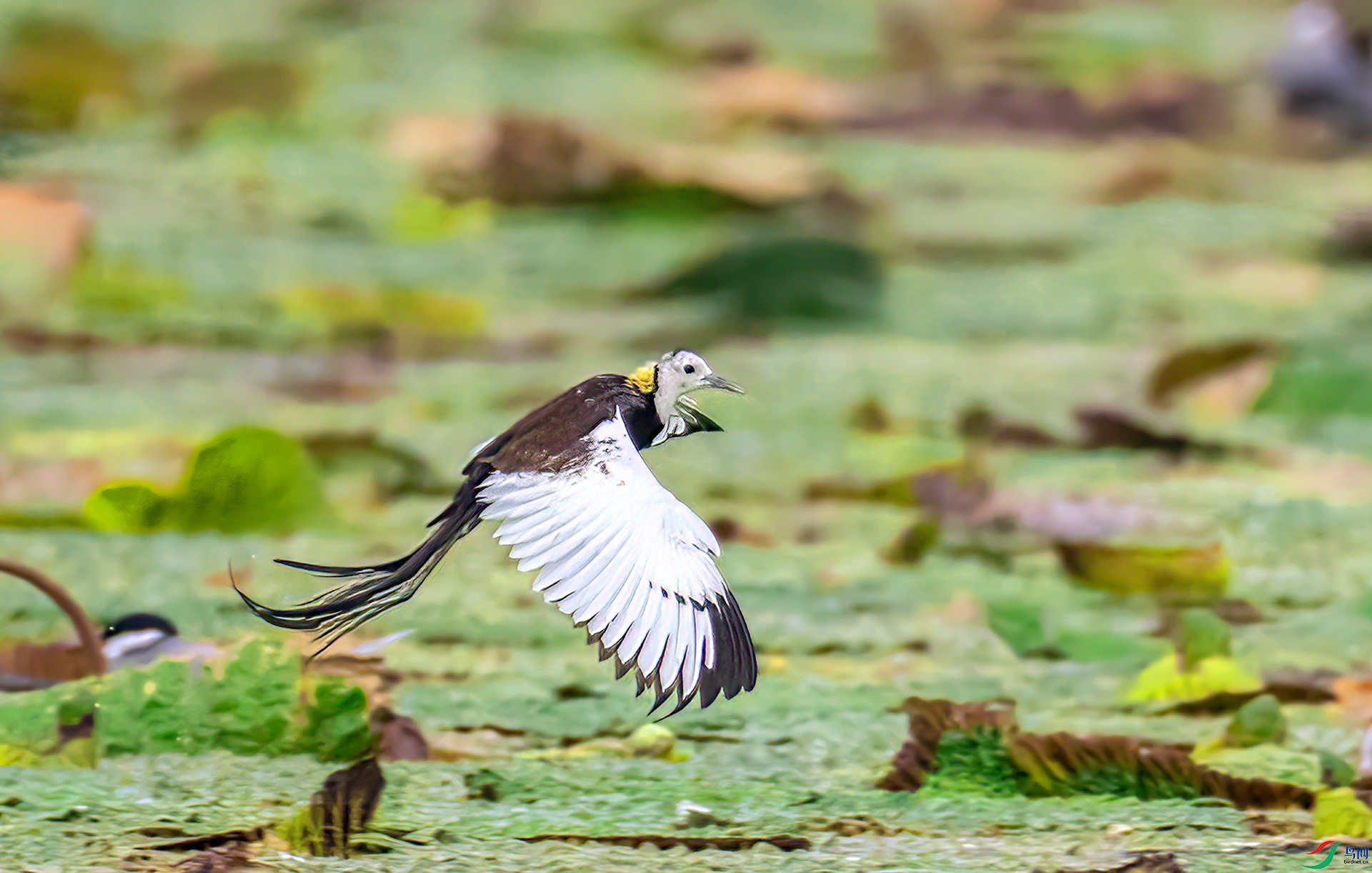 407A5843 ����-Sha-----1 .jpg