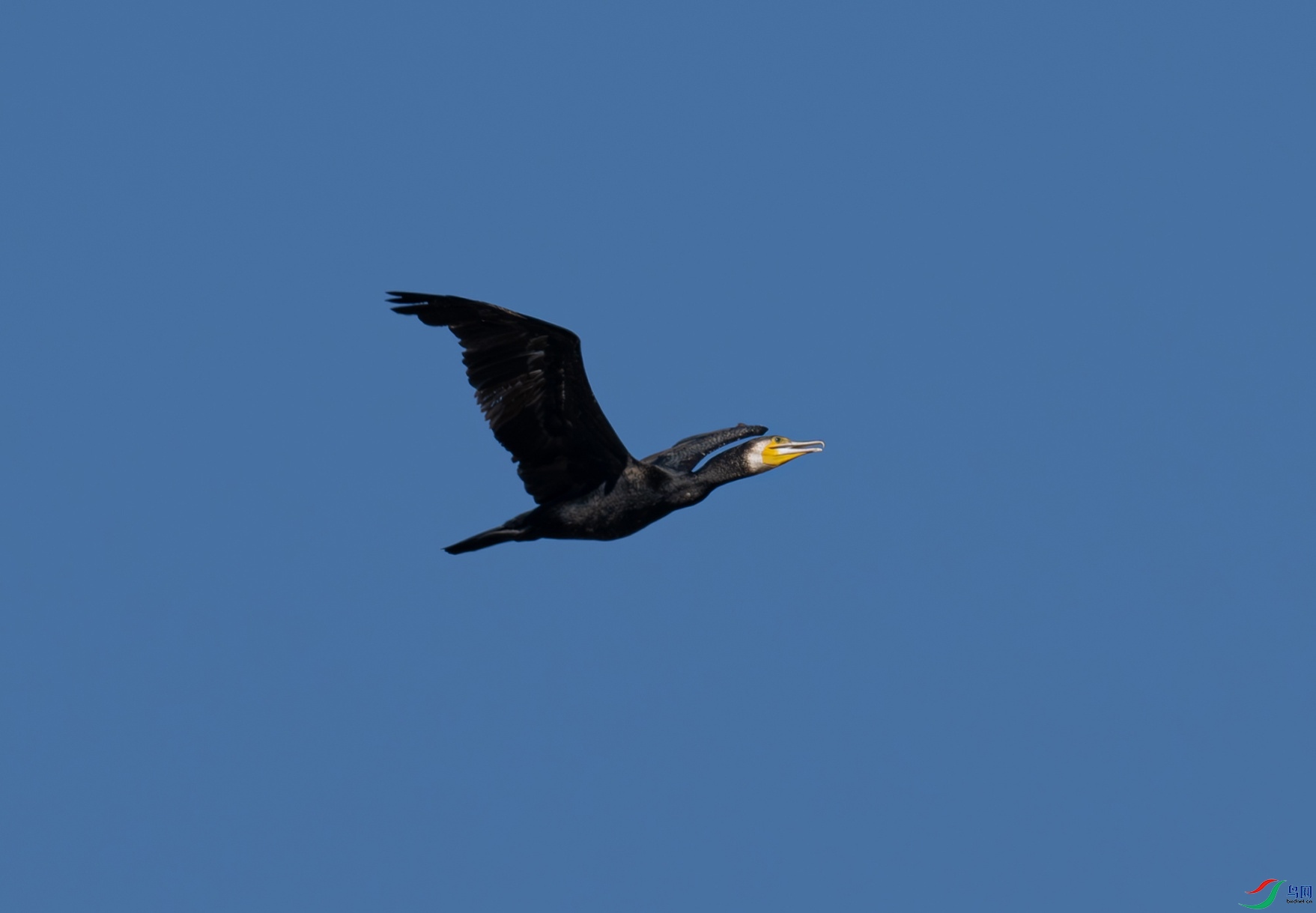 _DSC0522f.jpg