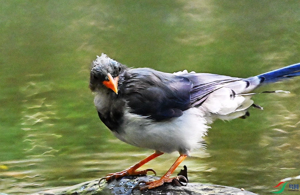 DSC_0015 - ����.JPG