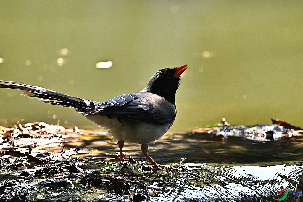 DSC_5925.JPG