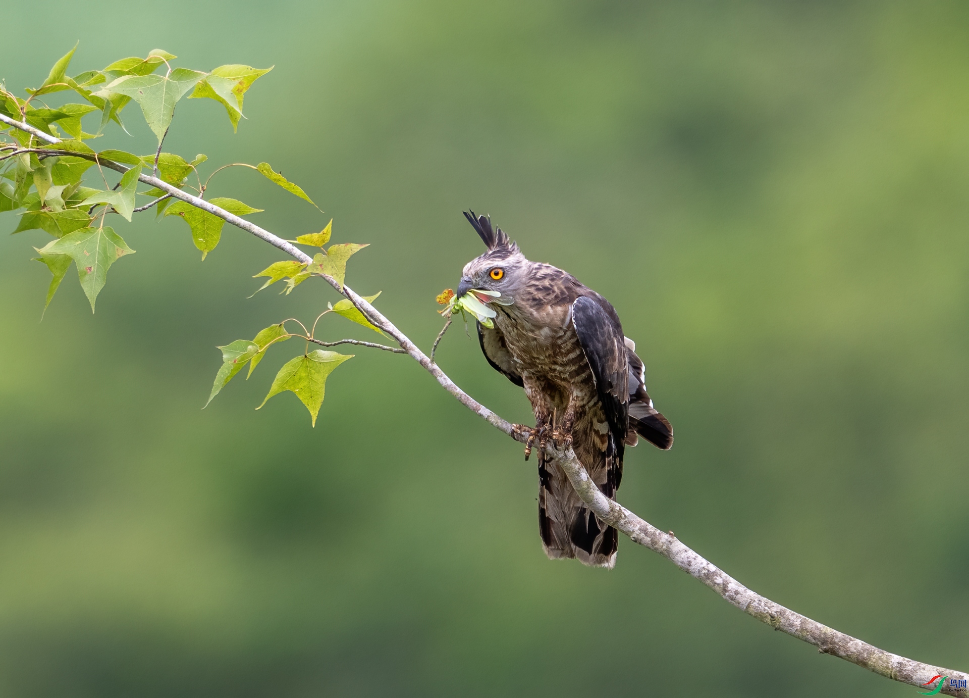 DSC_3927-1.jpg