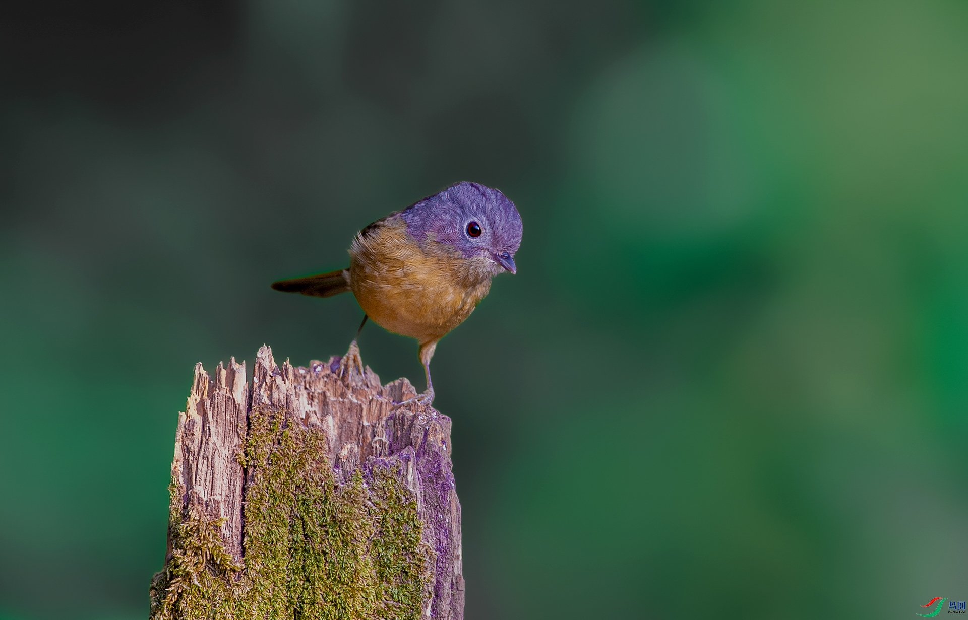 DSC_9797-1.jpg