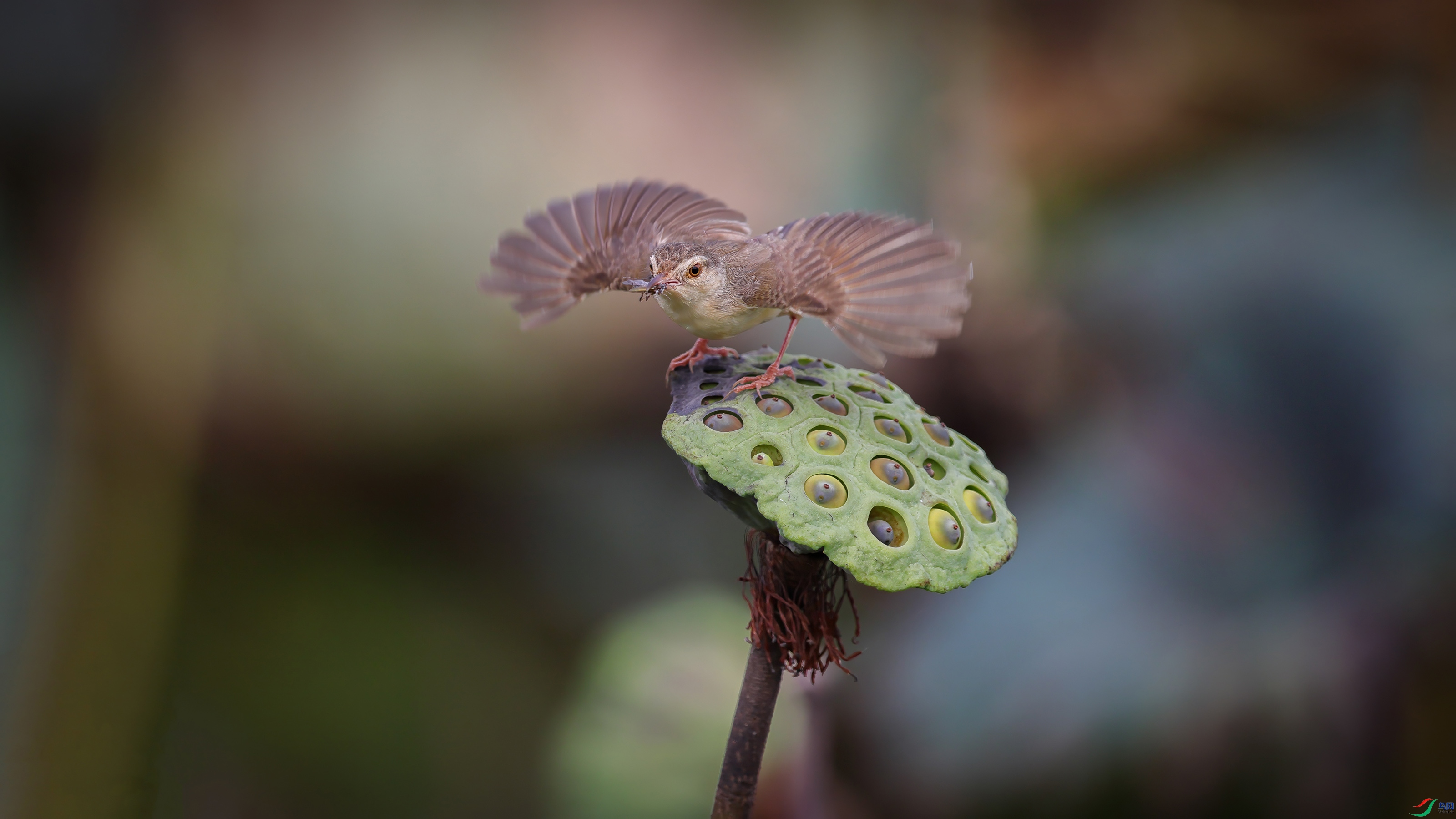 _T4A2495 ����w.jpg