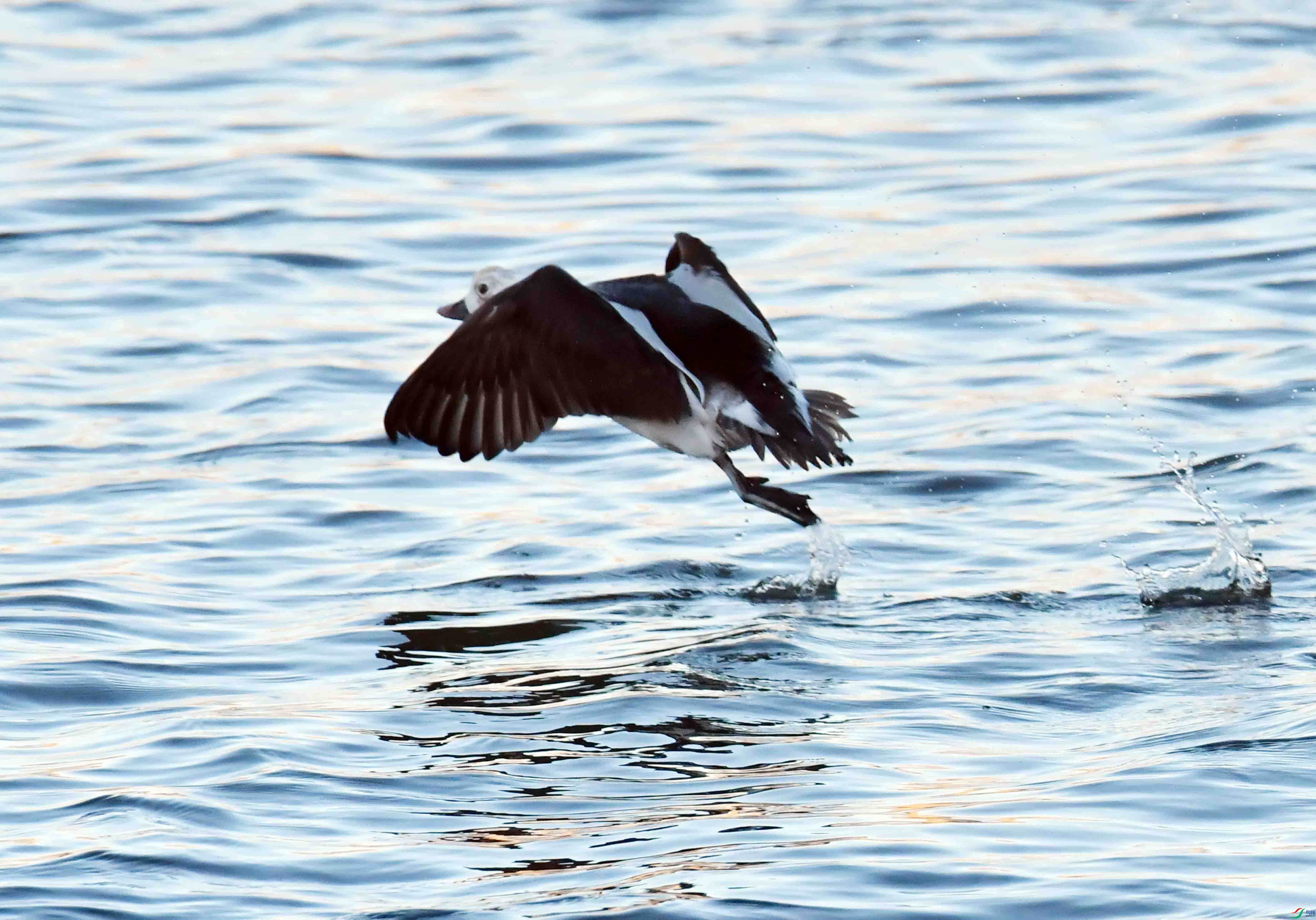 DSC_7318.JPG