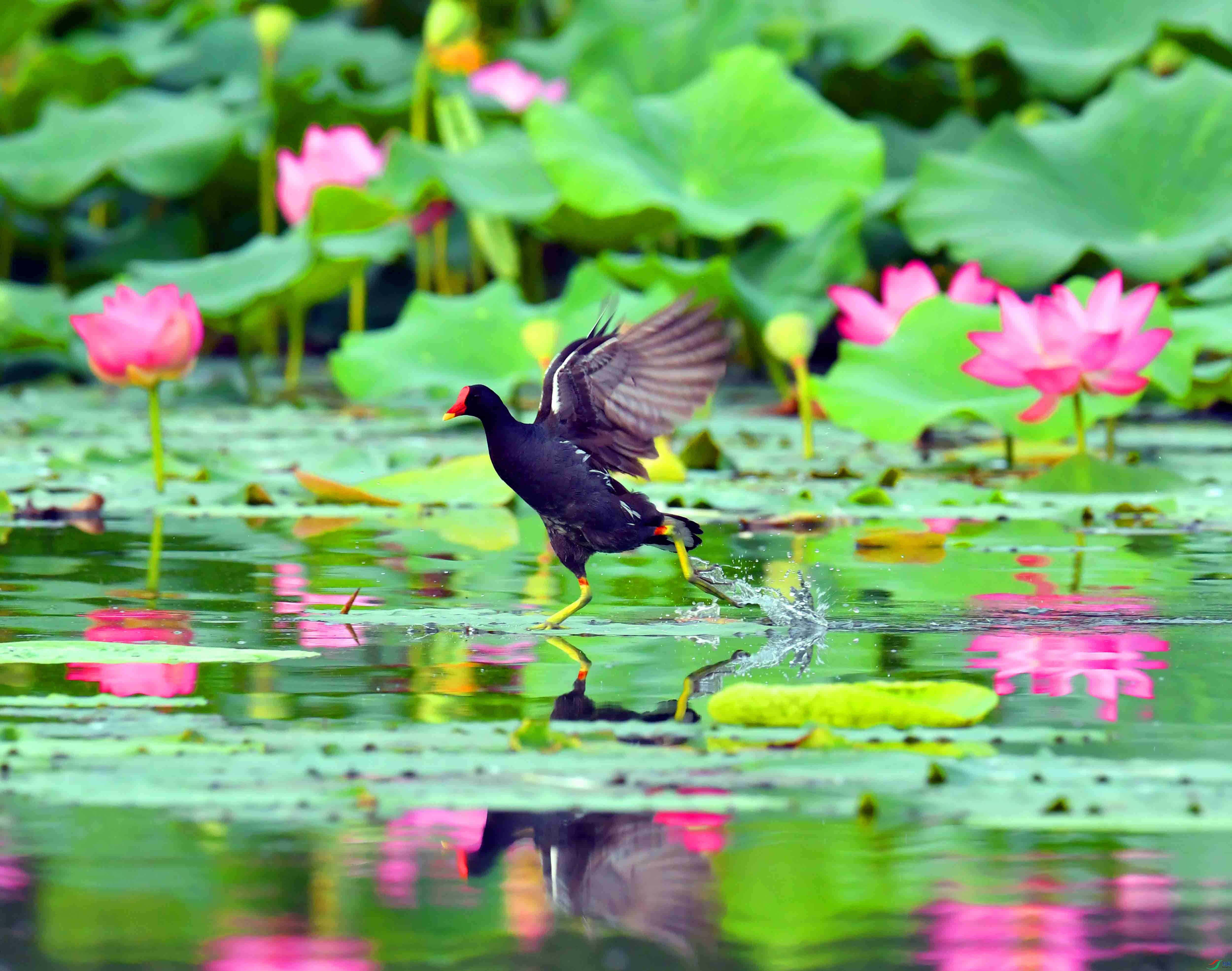 DSC_3000.JPG