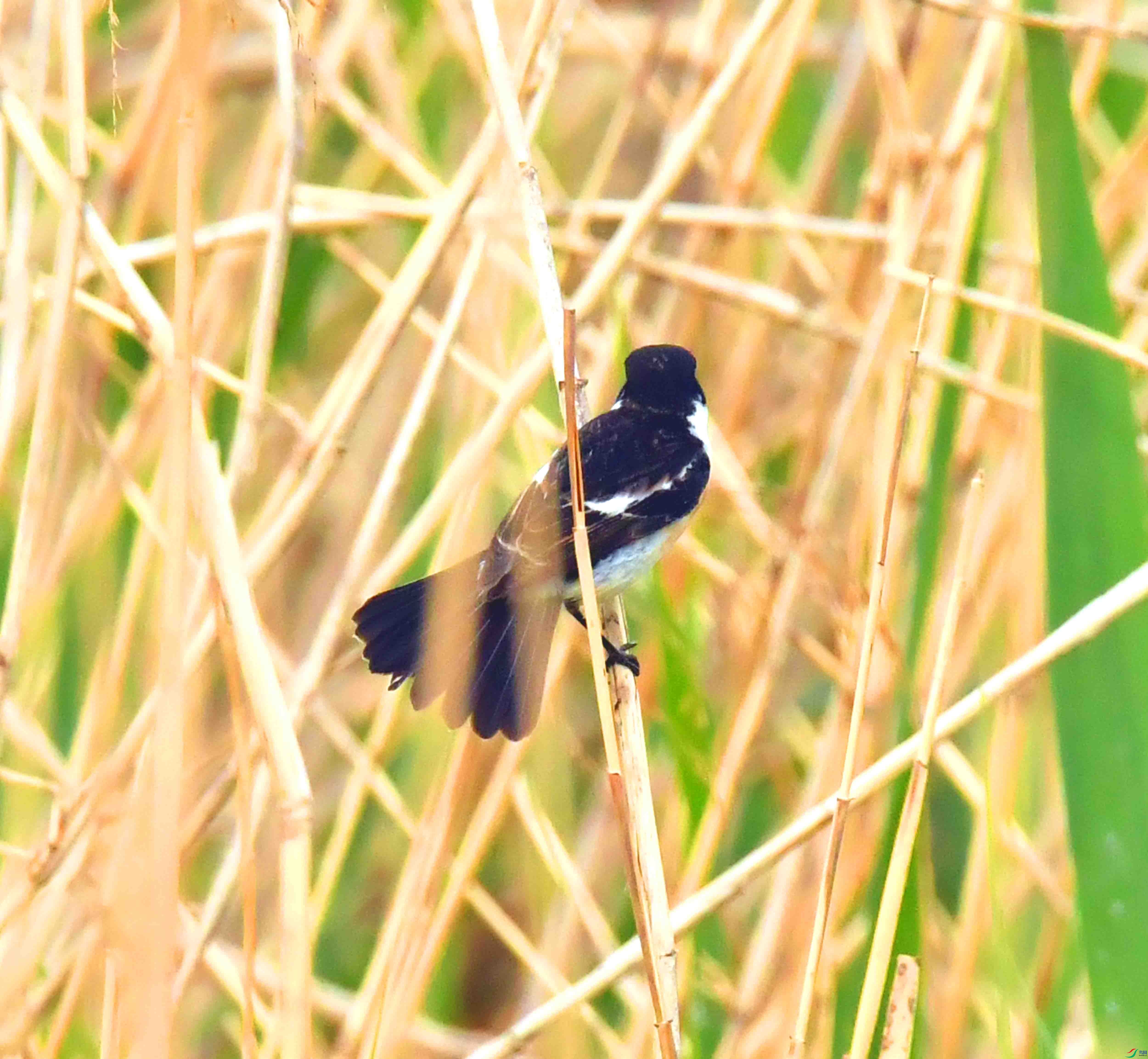 DSC_3666.JPG