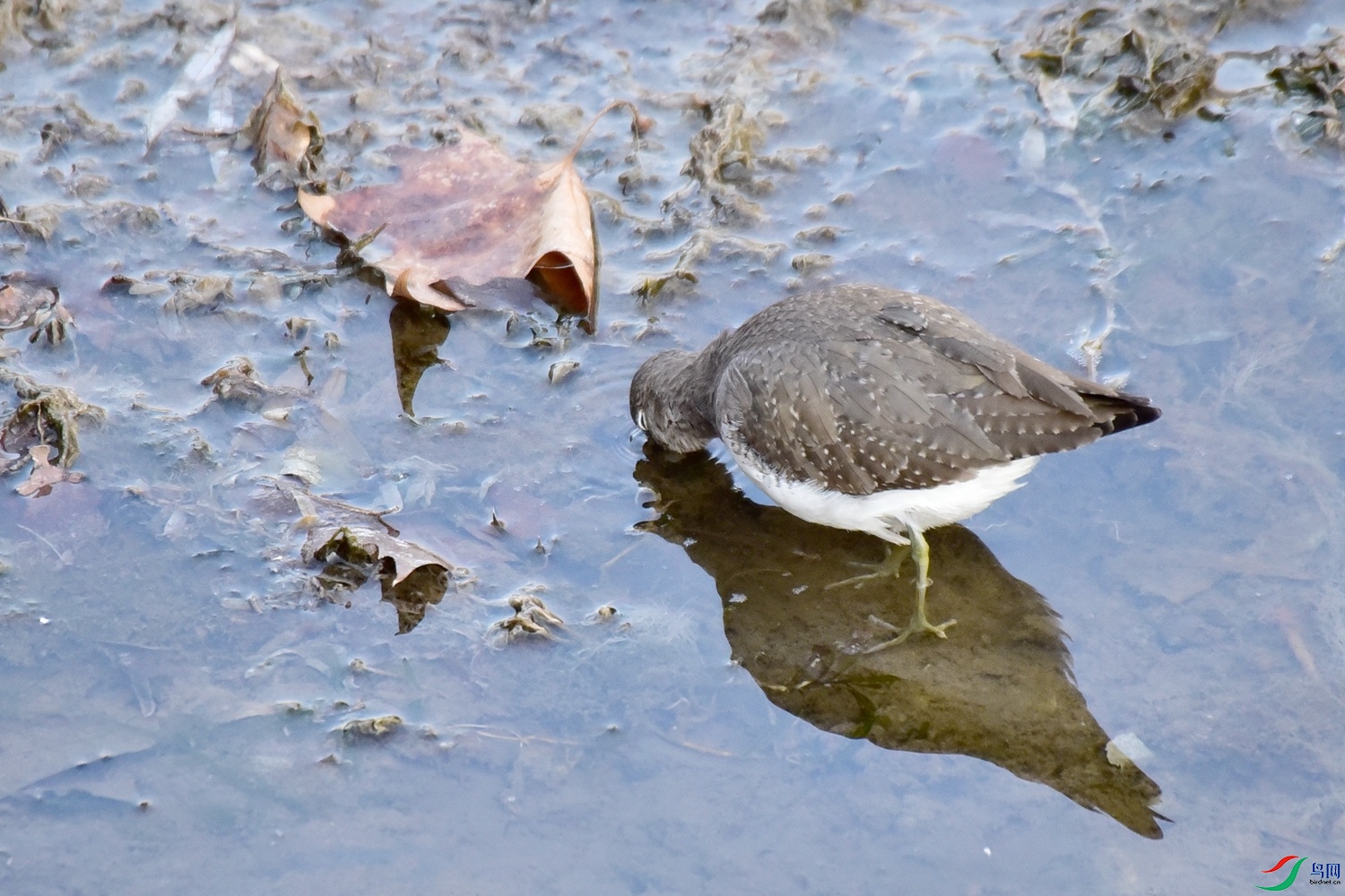DSC_4579.JPG