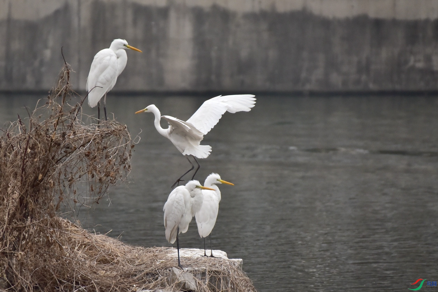 DSC_7120.JPG