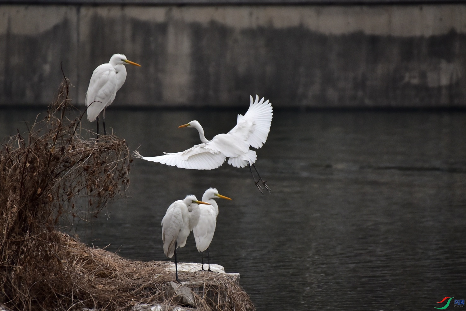 DSC_7119.JPG