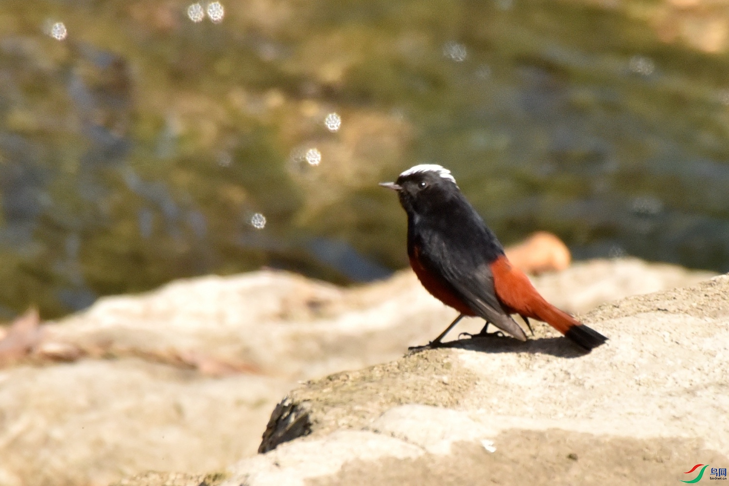 DSC_9505.JPG