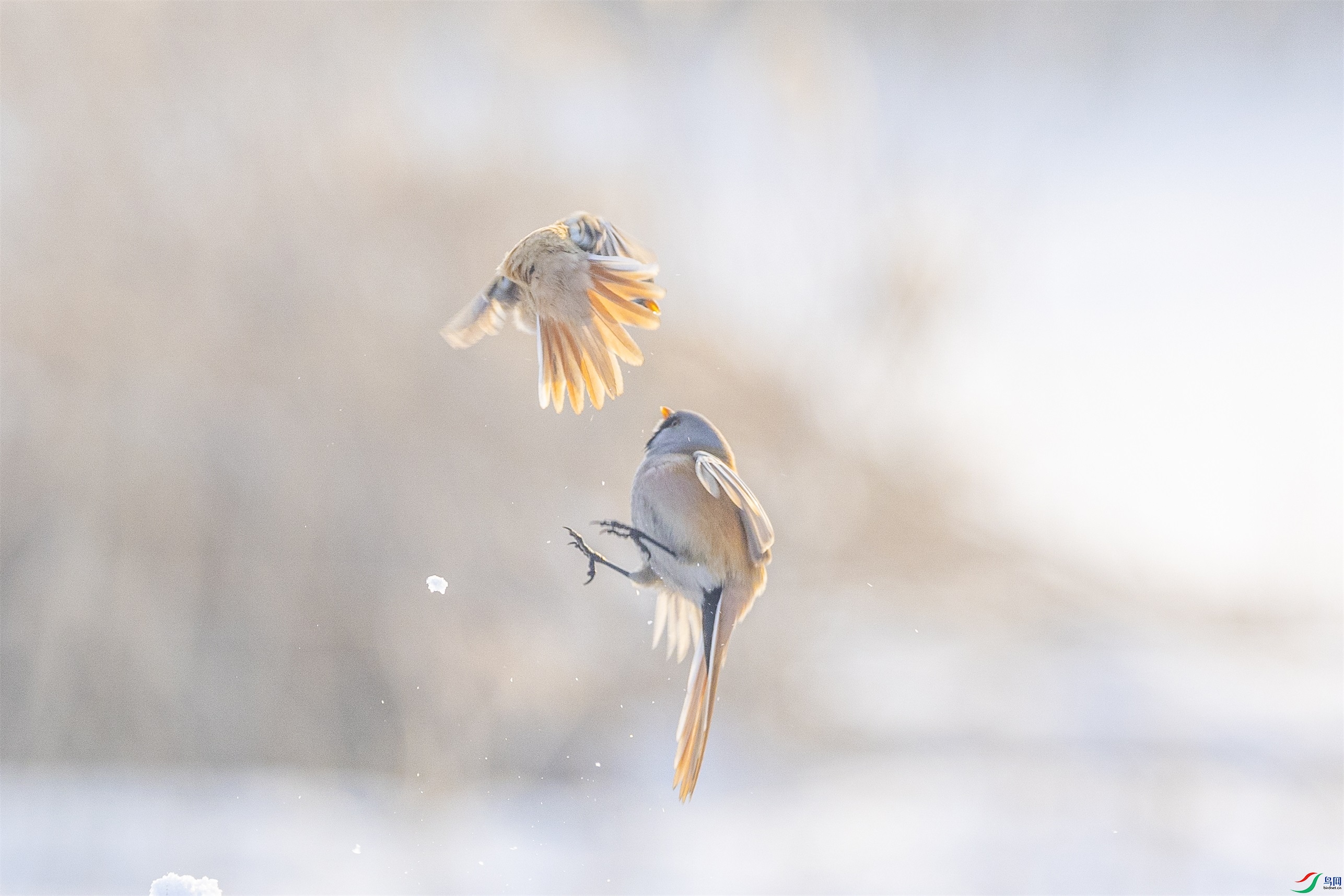 1K3A2249 ����1.jpg