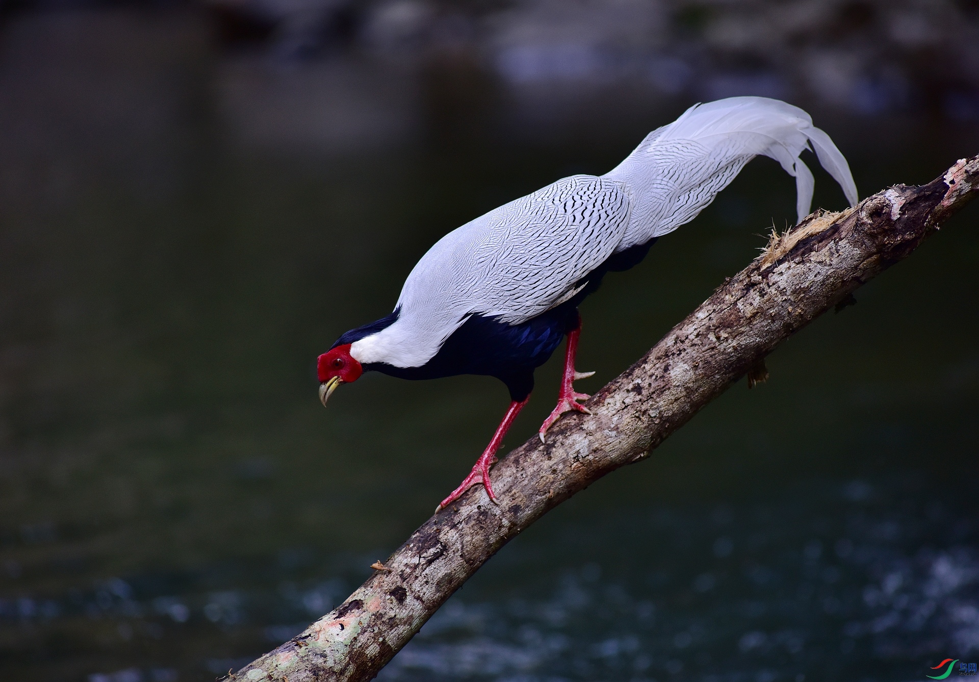 D8I_2385.jpg