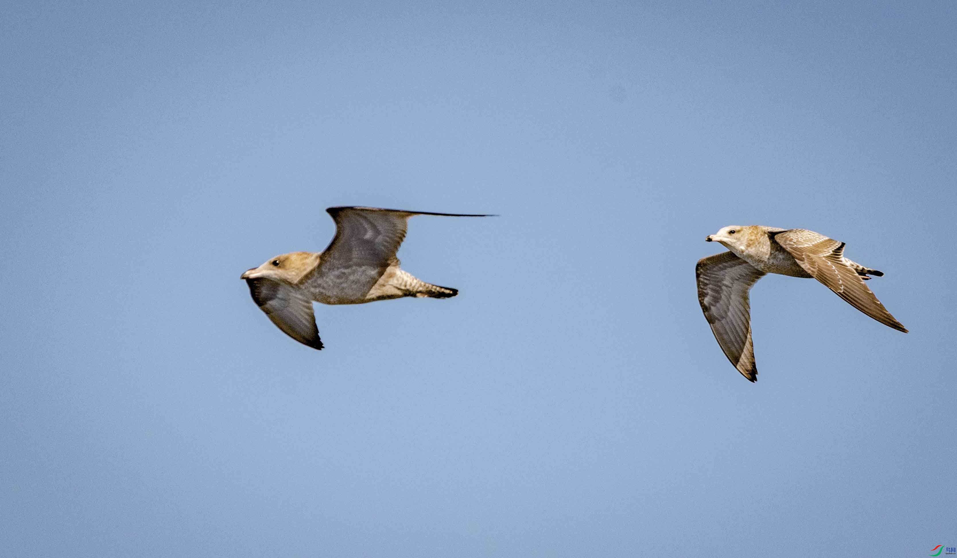 DSC_1079.jpg