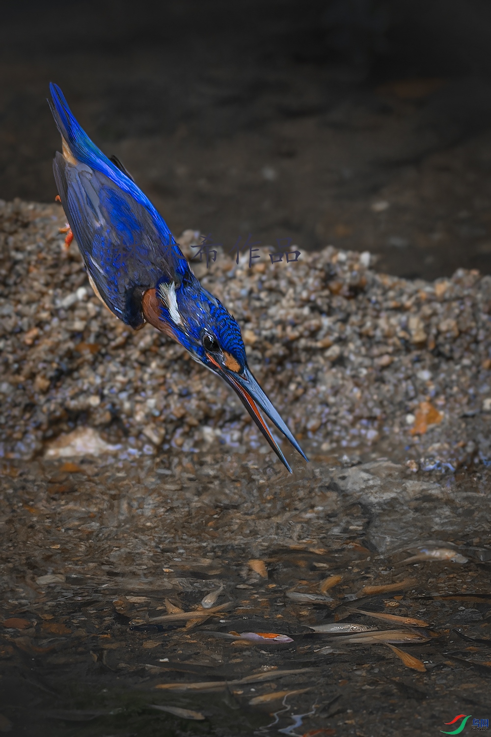 _97A2238-CR3 copy.jpg