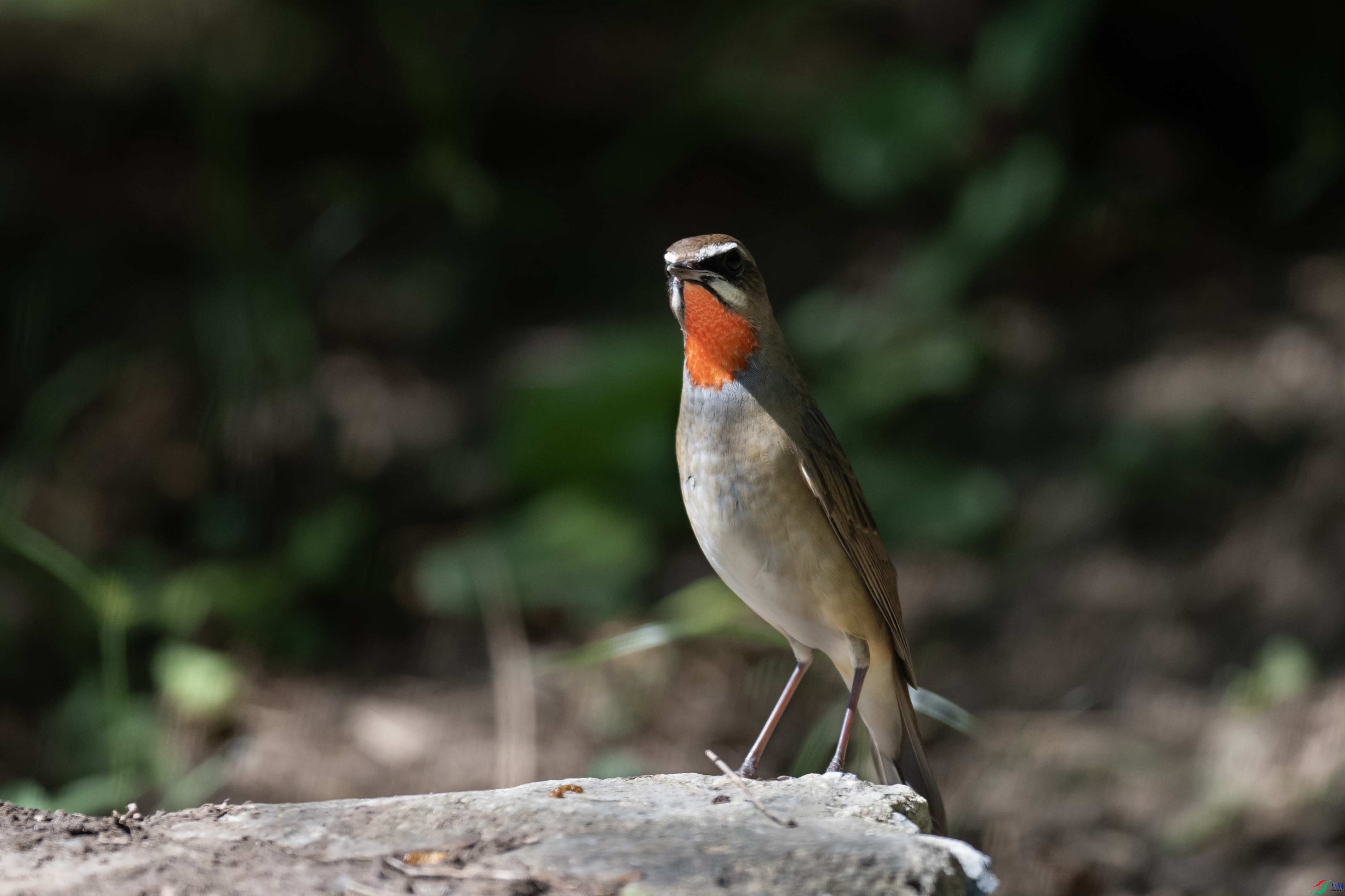 DSC_7655 ����.jpg