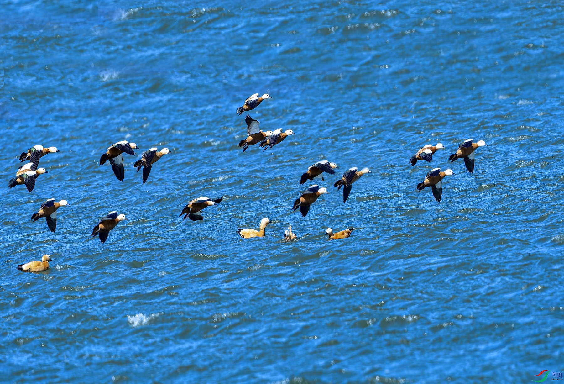 ����Ѽ (2)-1.jpg