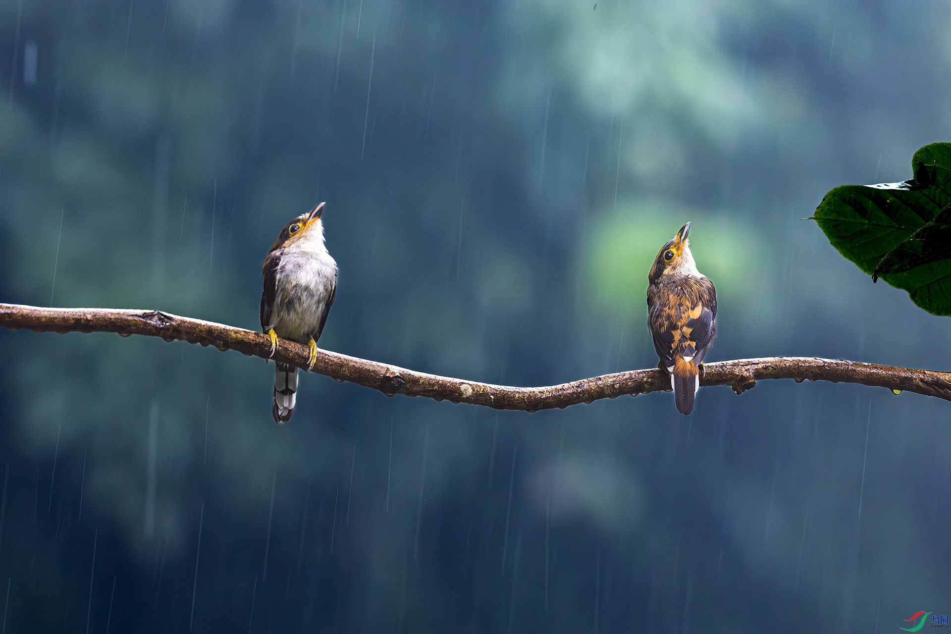 ����  �졷