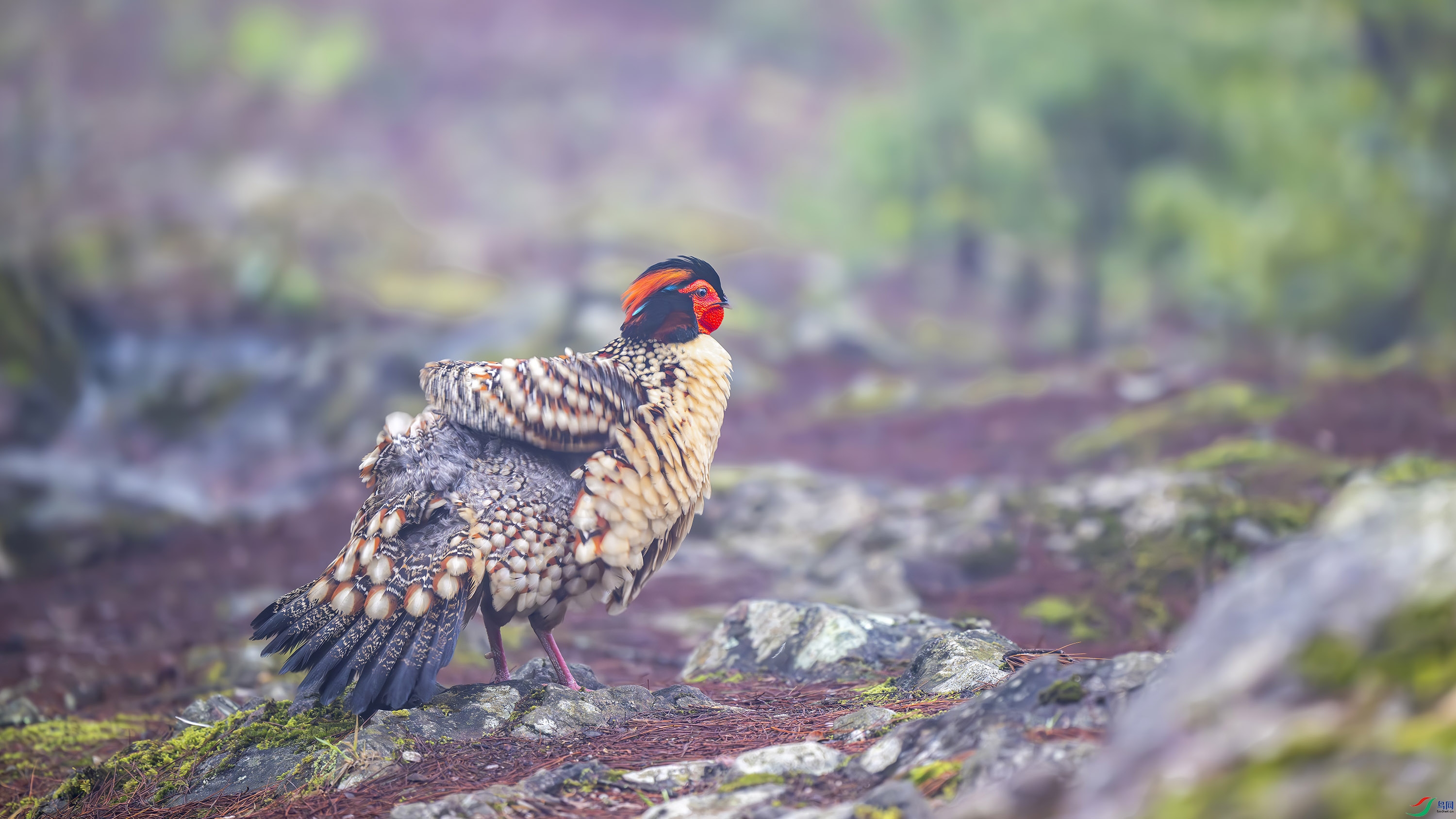 _DSC6571-����ǿ-NR ��������.jpg