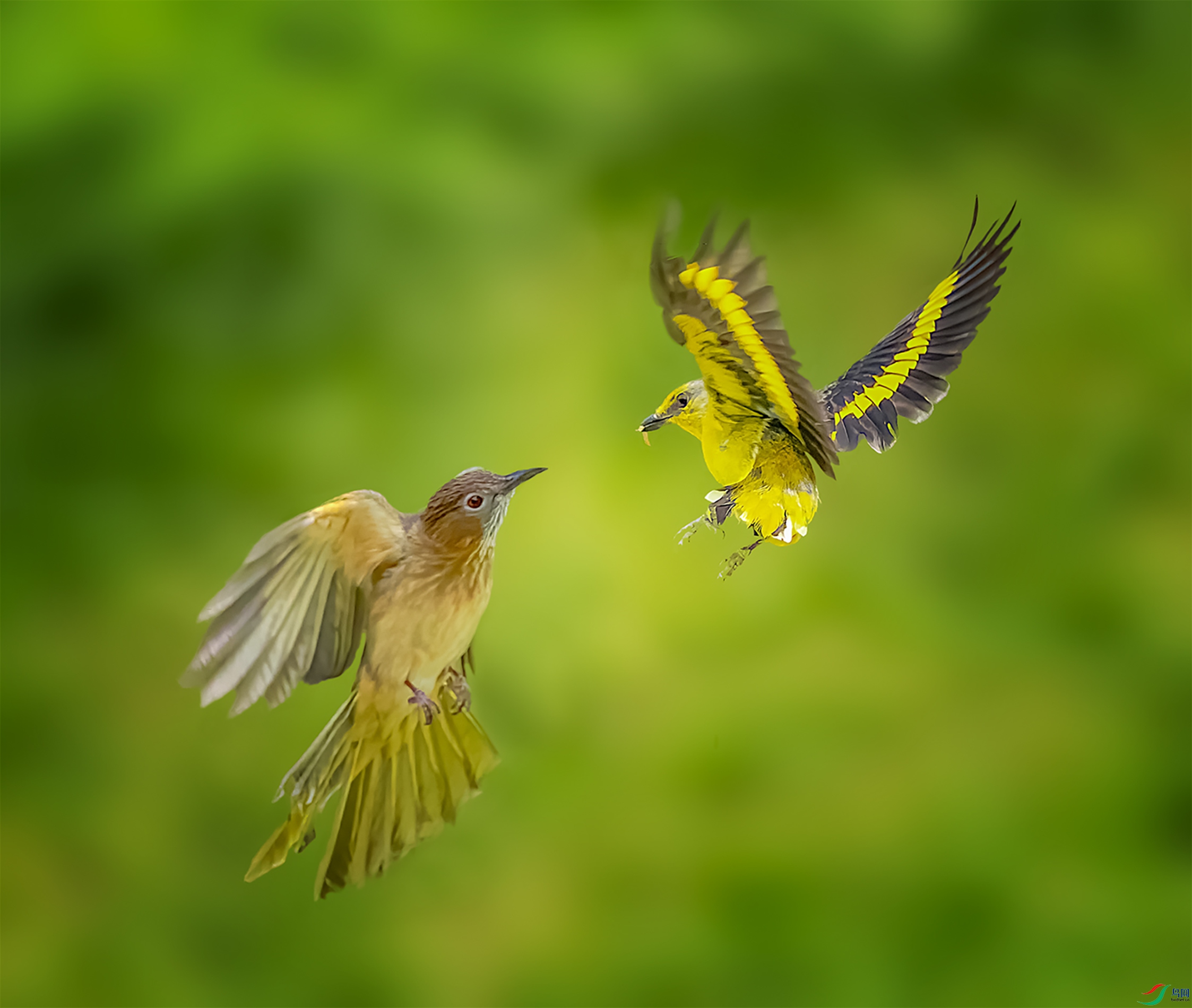 ������Ϸ��