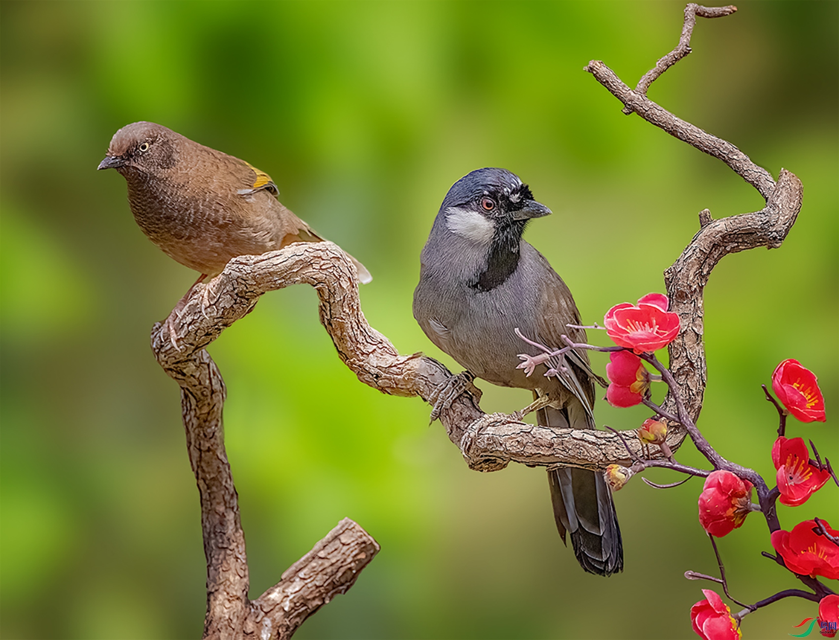 ������˧��