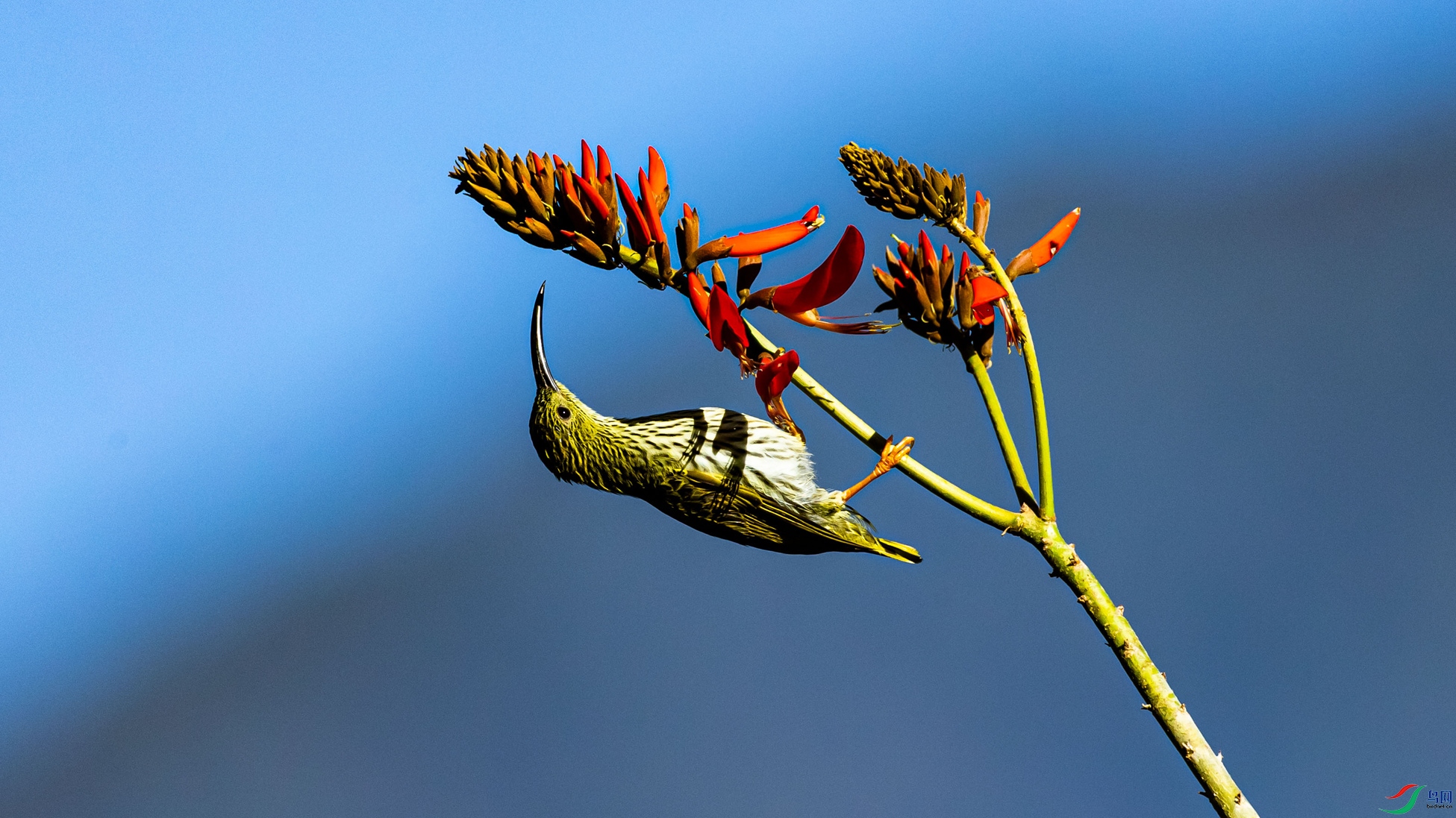 �Ʊ�������