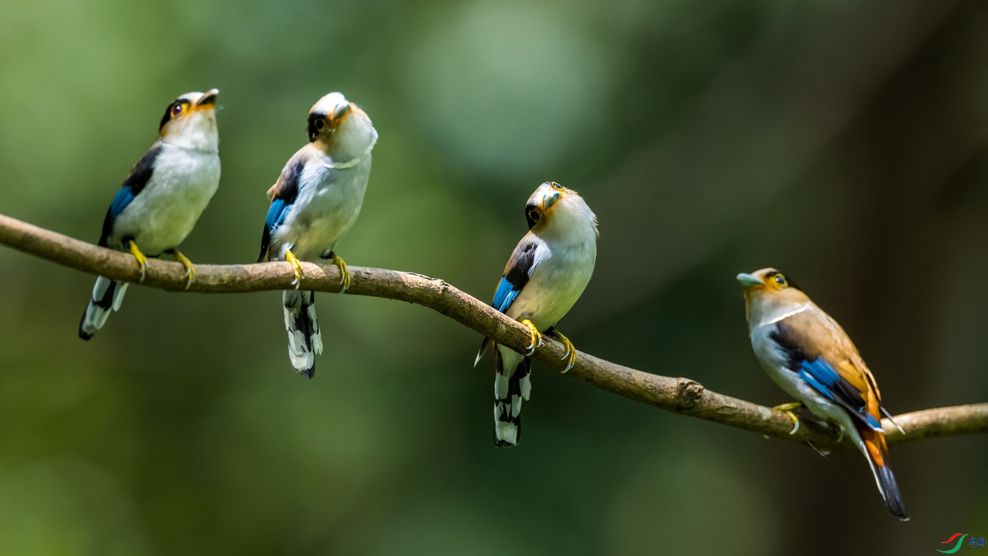 ����˿����