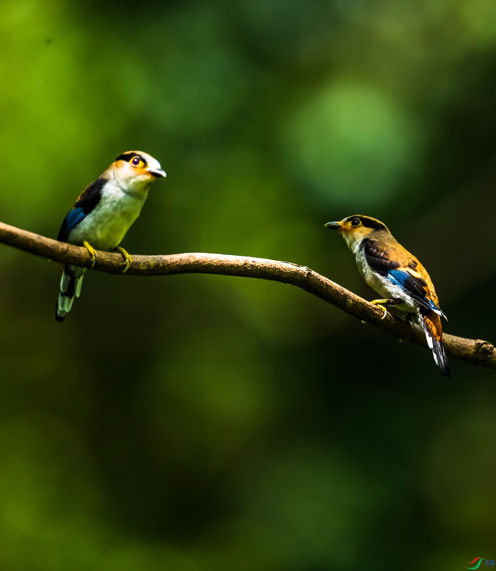 ����˿����