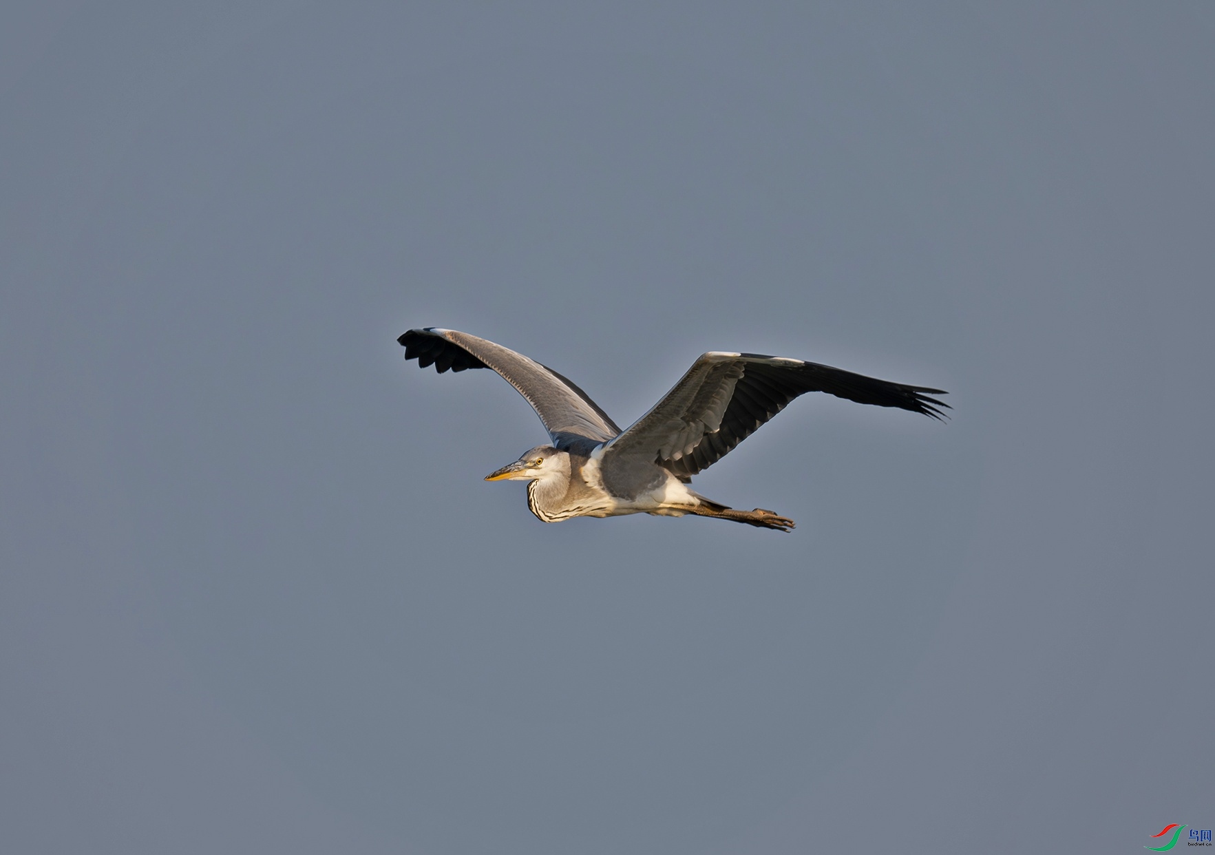 _DSC2934f.jpg