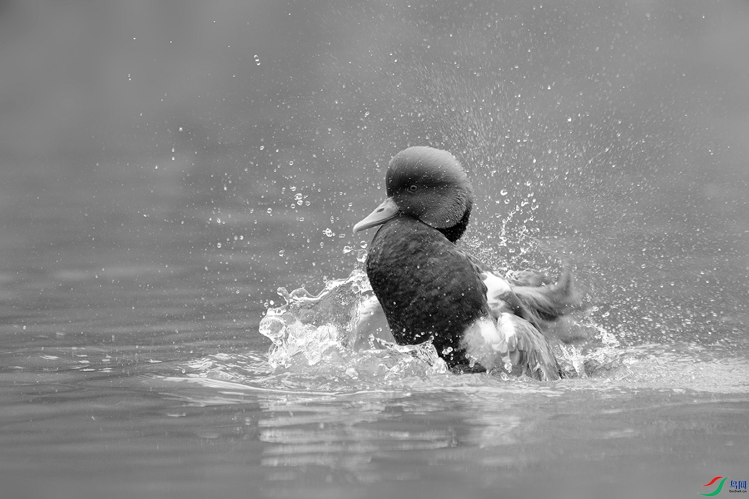 DSC084250 ����.jpg