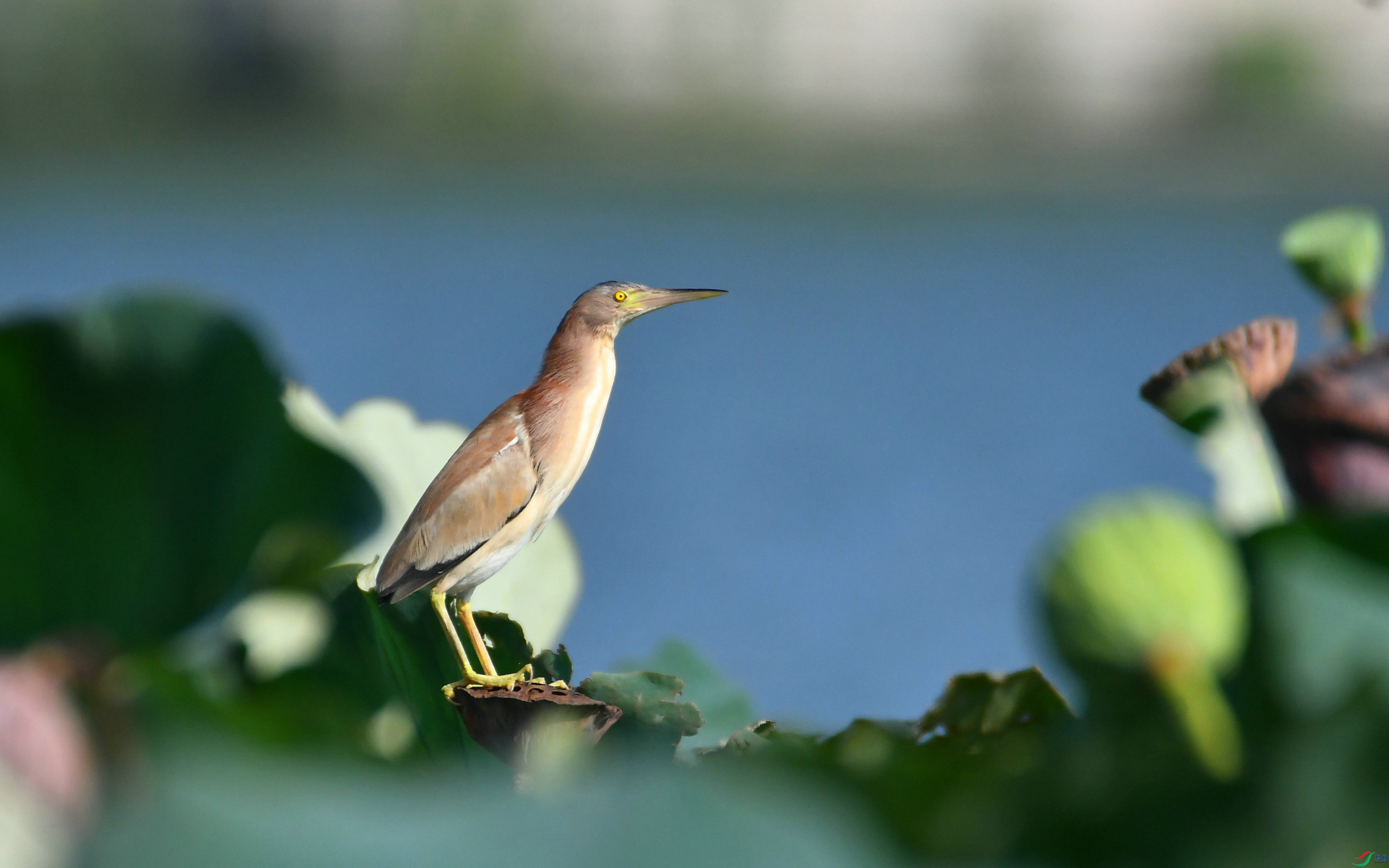 DSC_1743.JPG