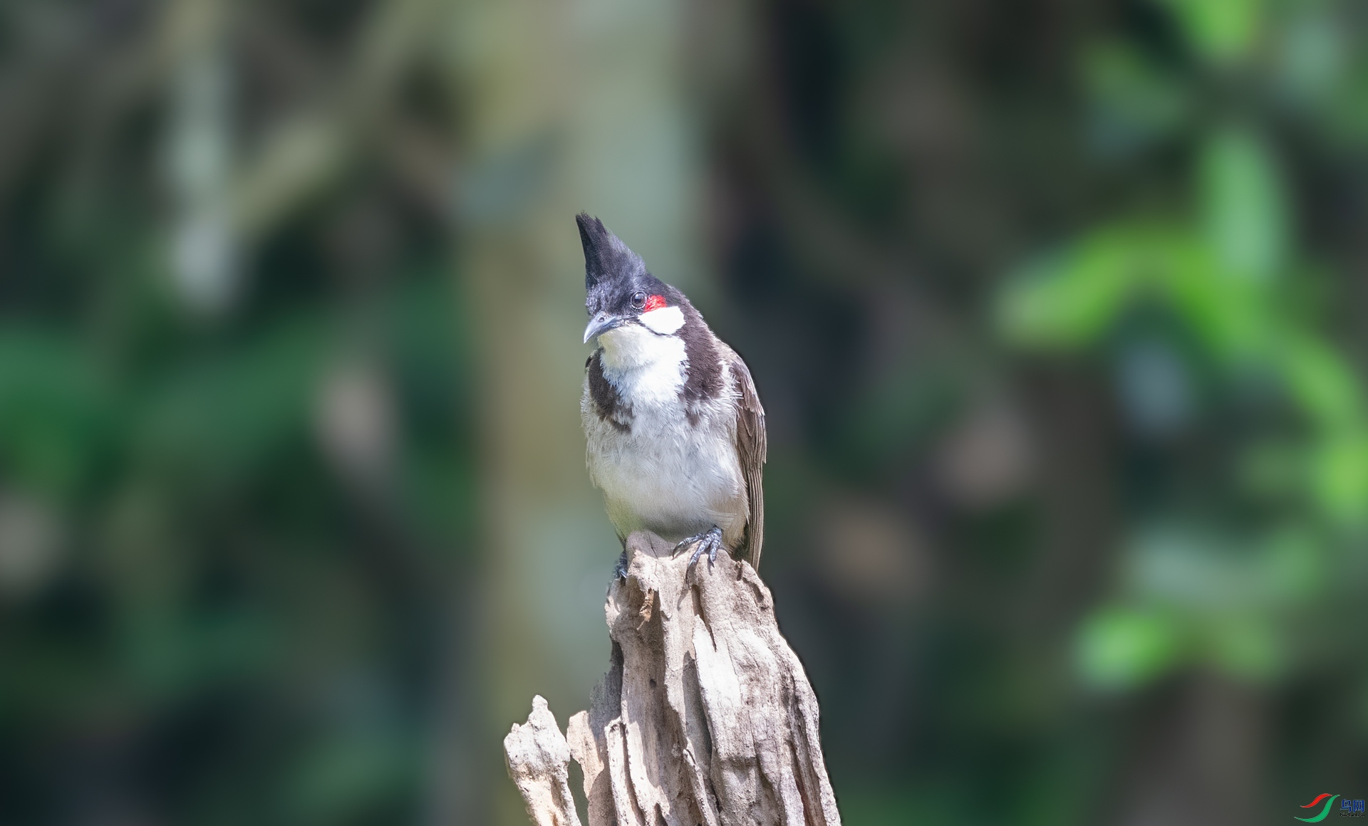 DSC_4946-1.jpg