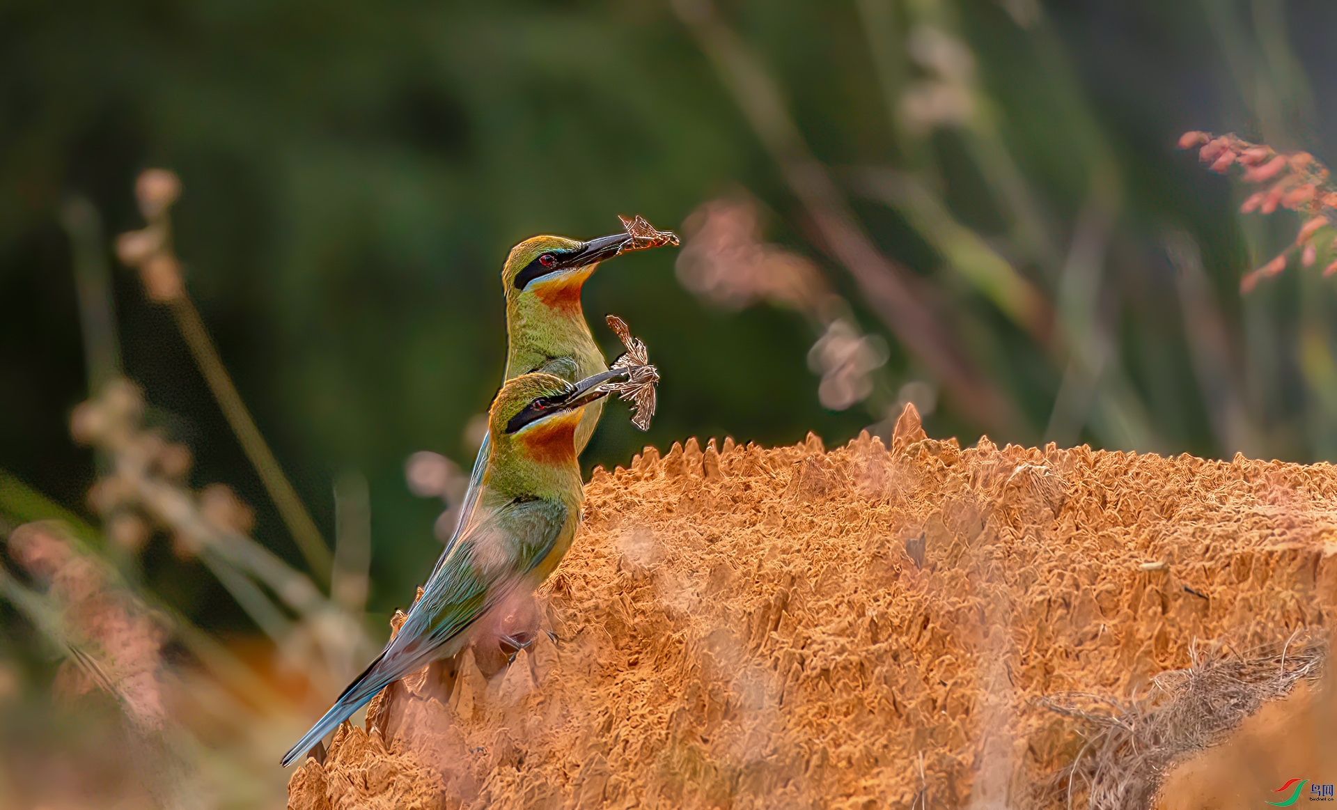 407A0685 ����-Sh--1 .jpg