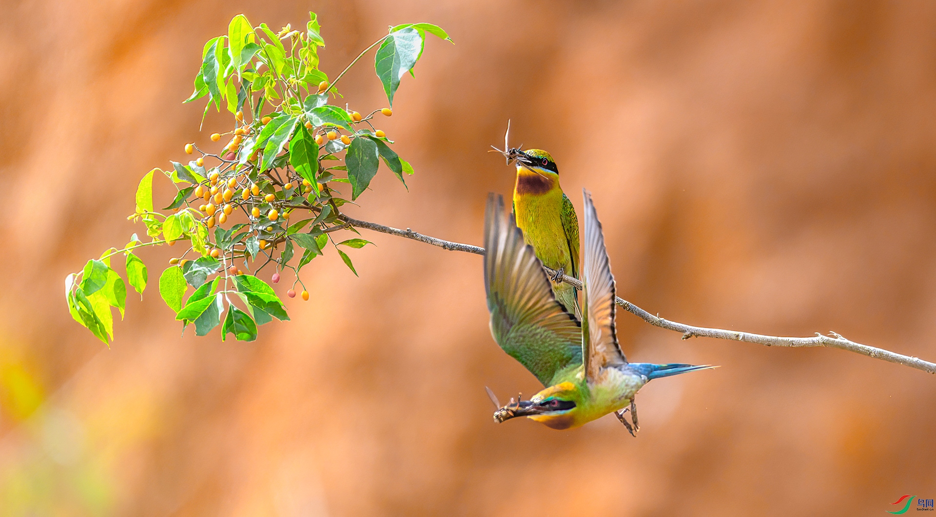 407A5280 ����-Sha---1 .jpg