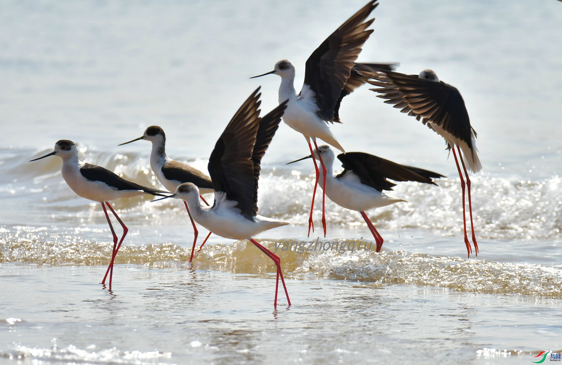 �ڳ᳤����